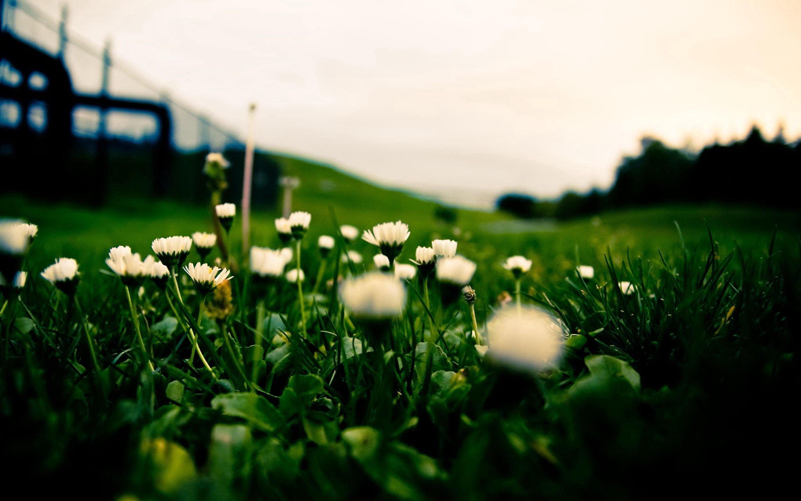 grass, blur, flowers, background, macro, smooth, field, macro photography