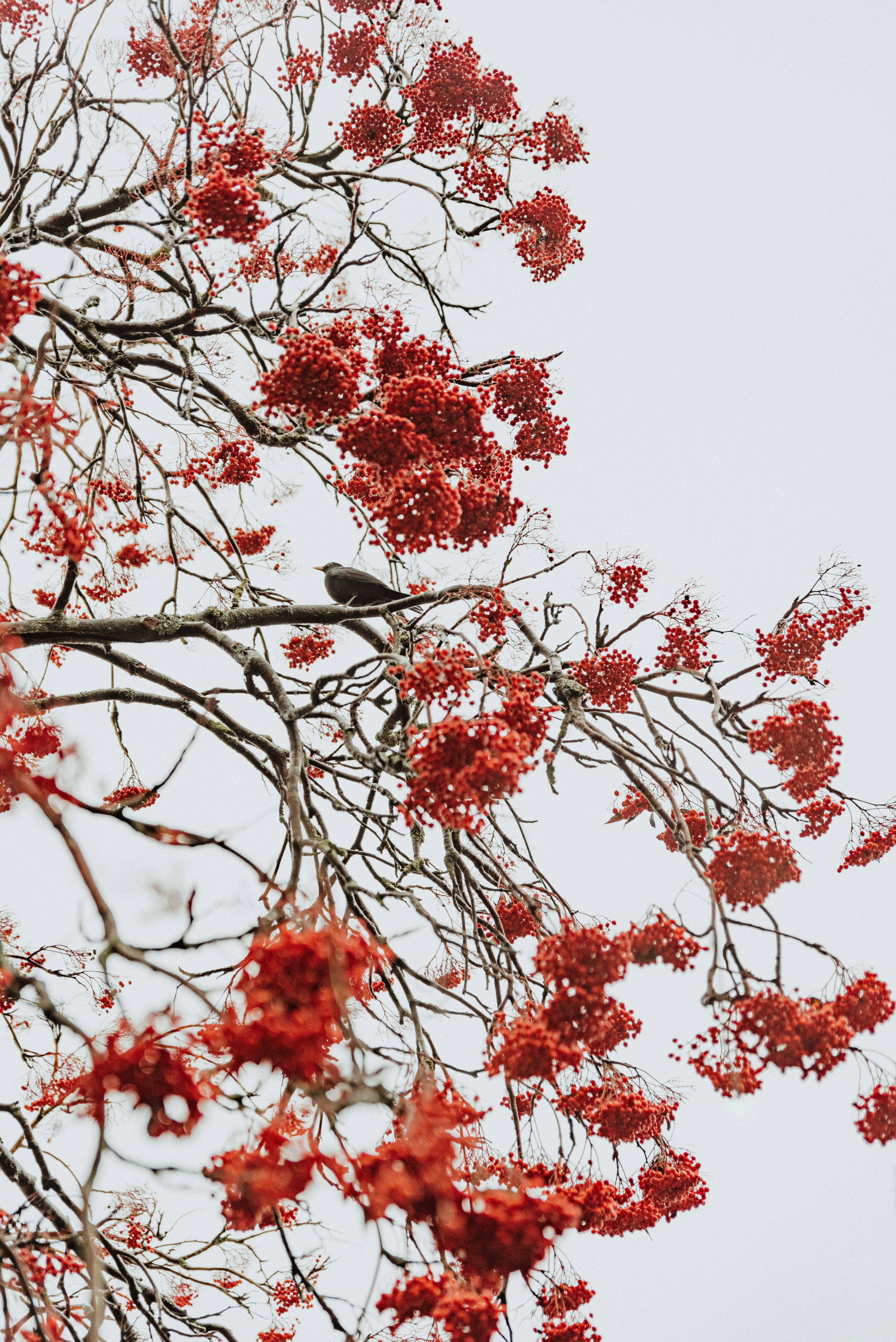 nature, berries, red, bird, wood, tree, bunches, clusters
