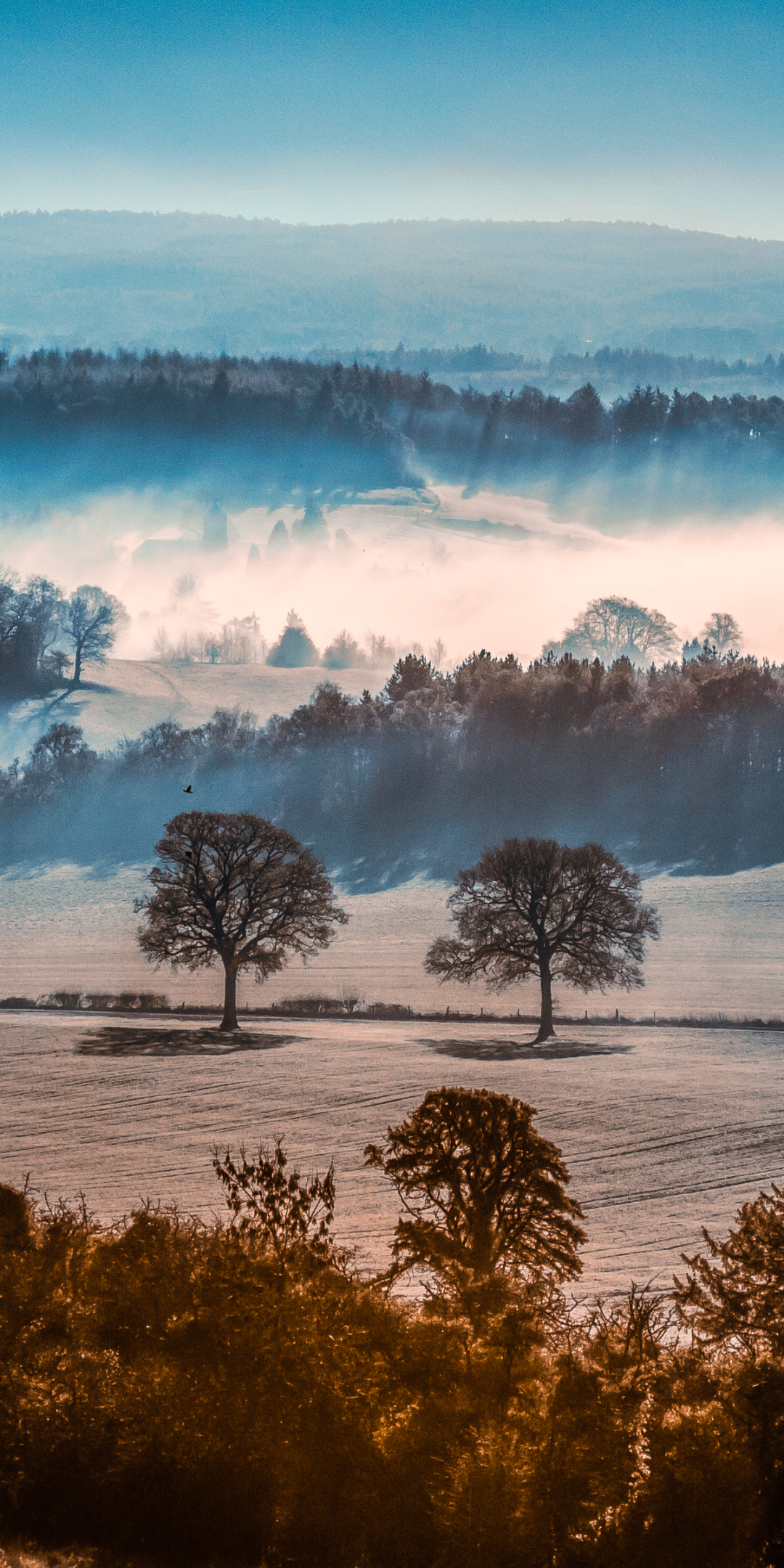 Download mobile wallpaper Landscape, Nature, Forest, Tree, Fog, Earth for free.