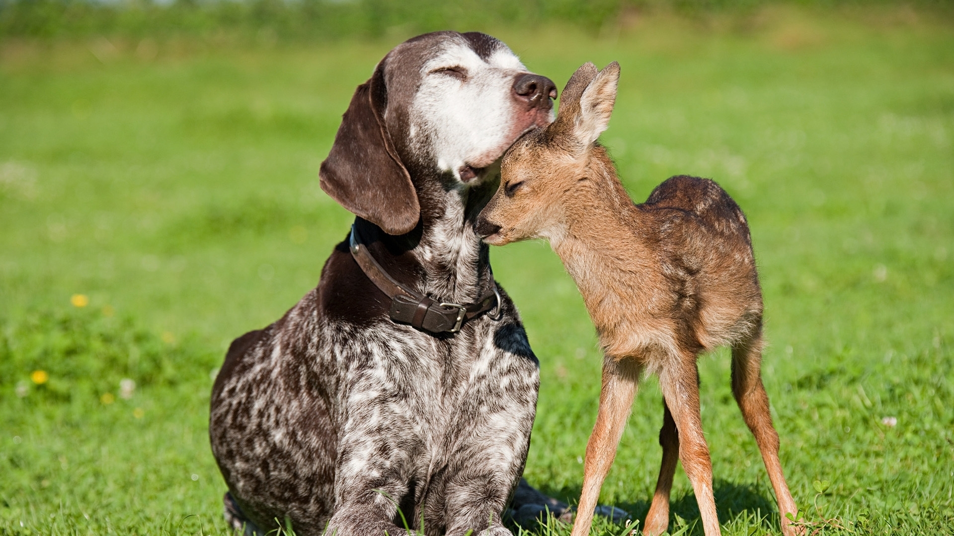 Free download wallpaper Animals, Deers, Dogs on your PC desktop