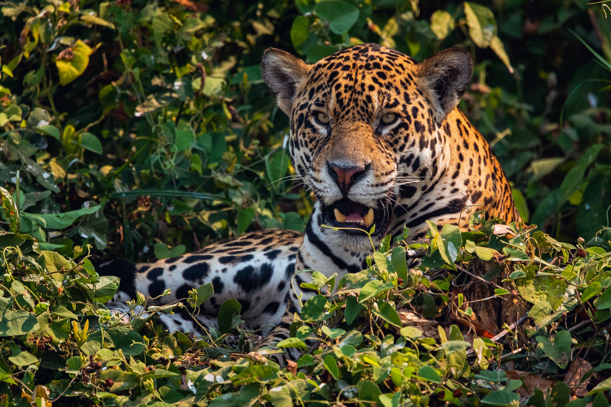 Download mobile wallpaper Cats, Jaguar, Animal for free.