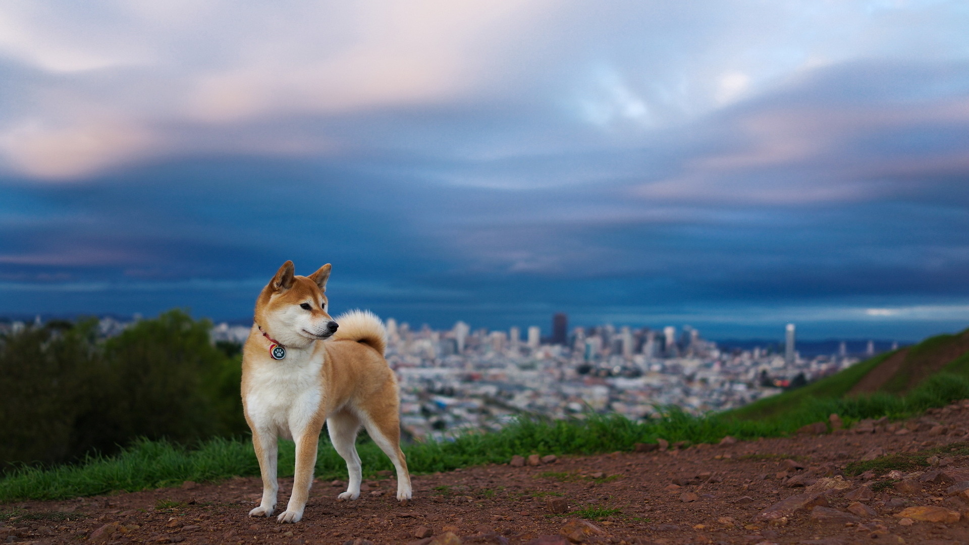 Laden Sie das Landschaft, Hunde, Tiere-Bild kostenlos auf Ihren PC-Desktop herunter