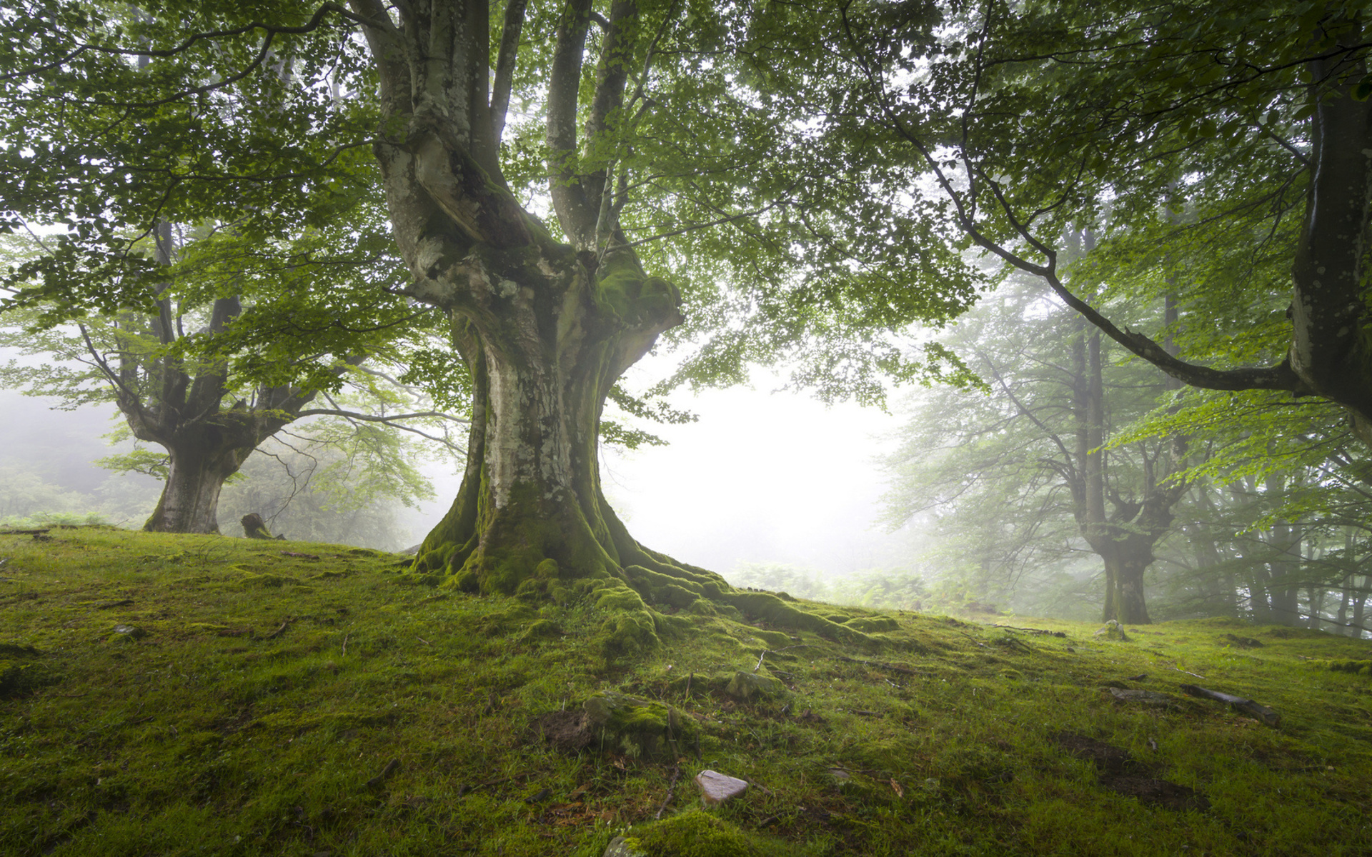 Скачать картинку Деревья, Ландшафт, Дерево, Трава, Земля/природа в телефон бесплатно.