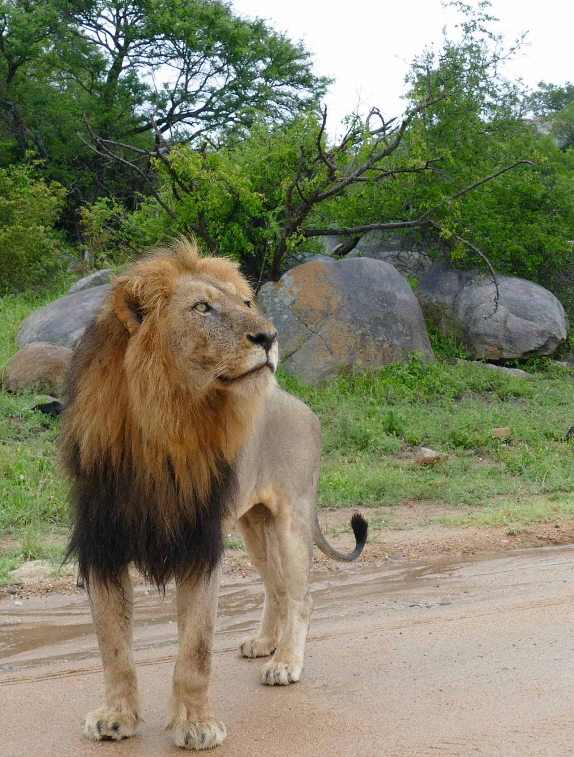61802 Bild herunterladen tiere, savanna, ein löwe, löwe, raubtier, predator, große katze, big cat, sicht, meinung - Hintergrundbilder und Bildschirmschoner kostenlos