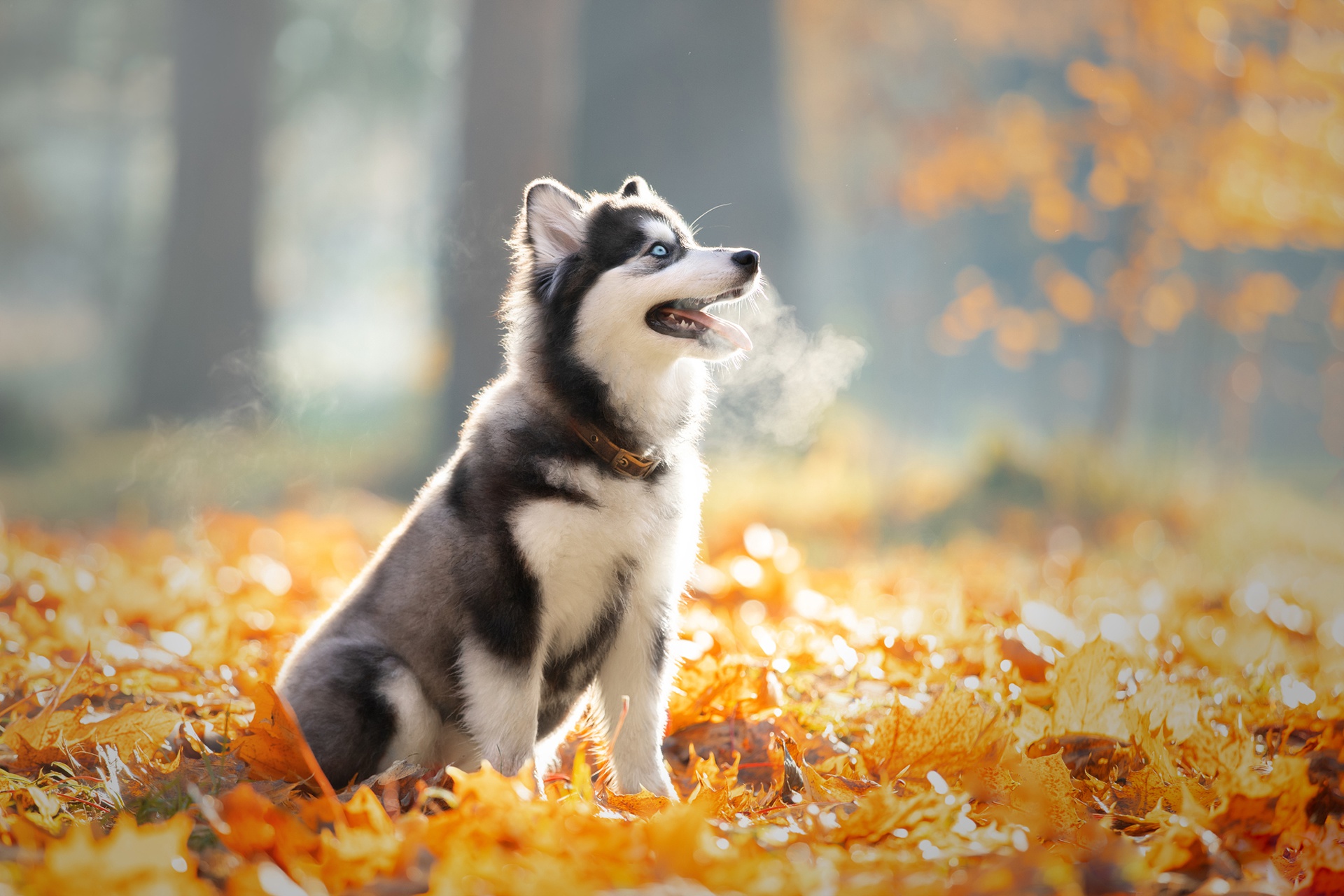 Download mobile wallpaper Dogs, Dog, Leaf, Animal, Puppy, Siberian Husky, Baby Animal, Depth Of Field for free.