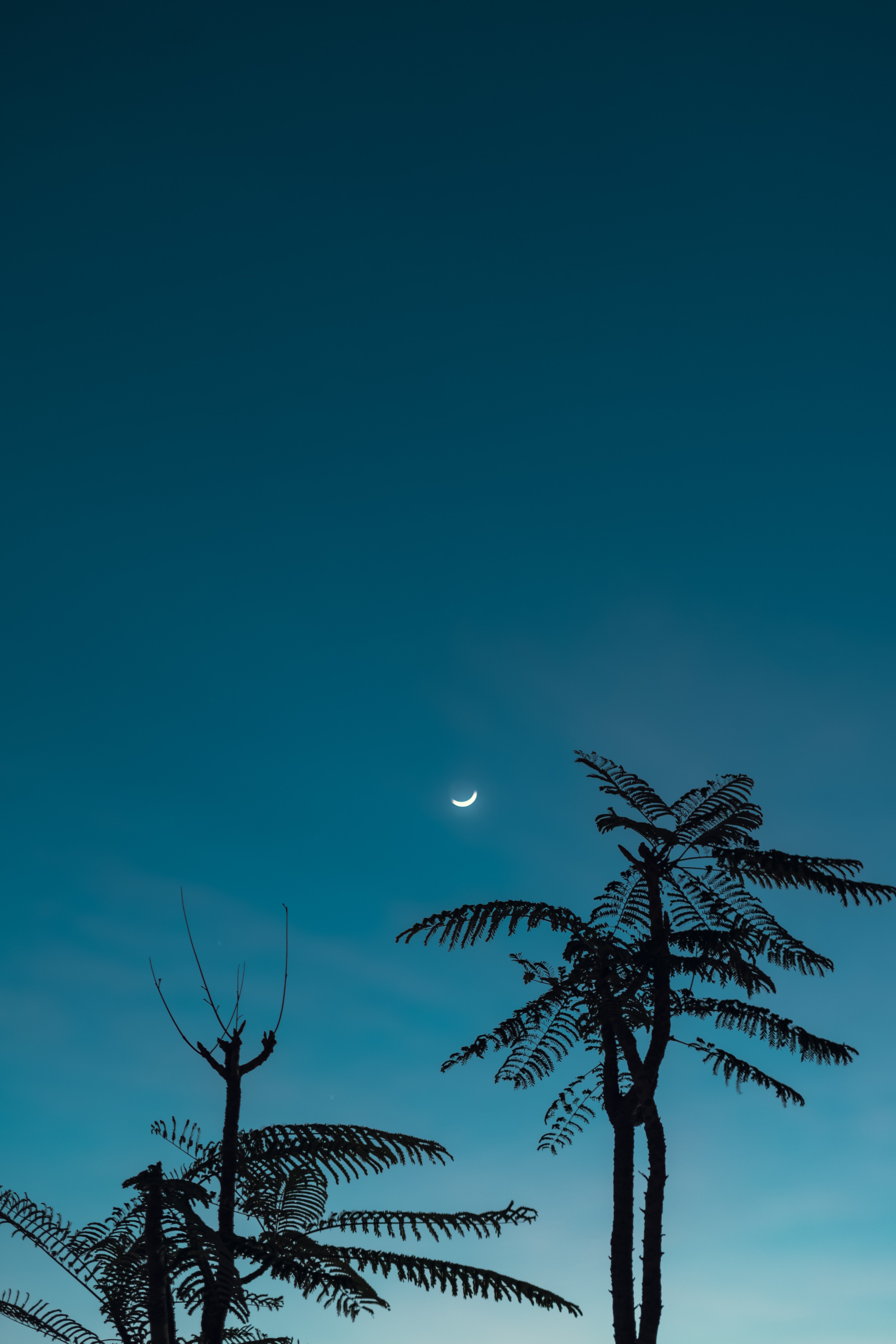 nature, sky, moon, wood, tree, branches