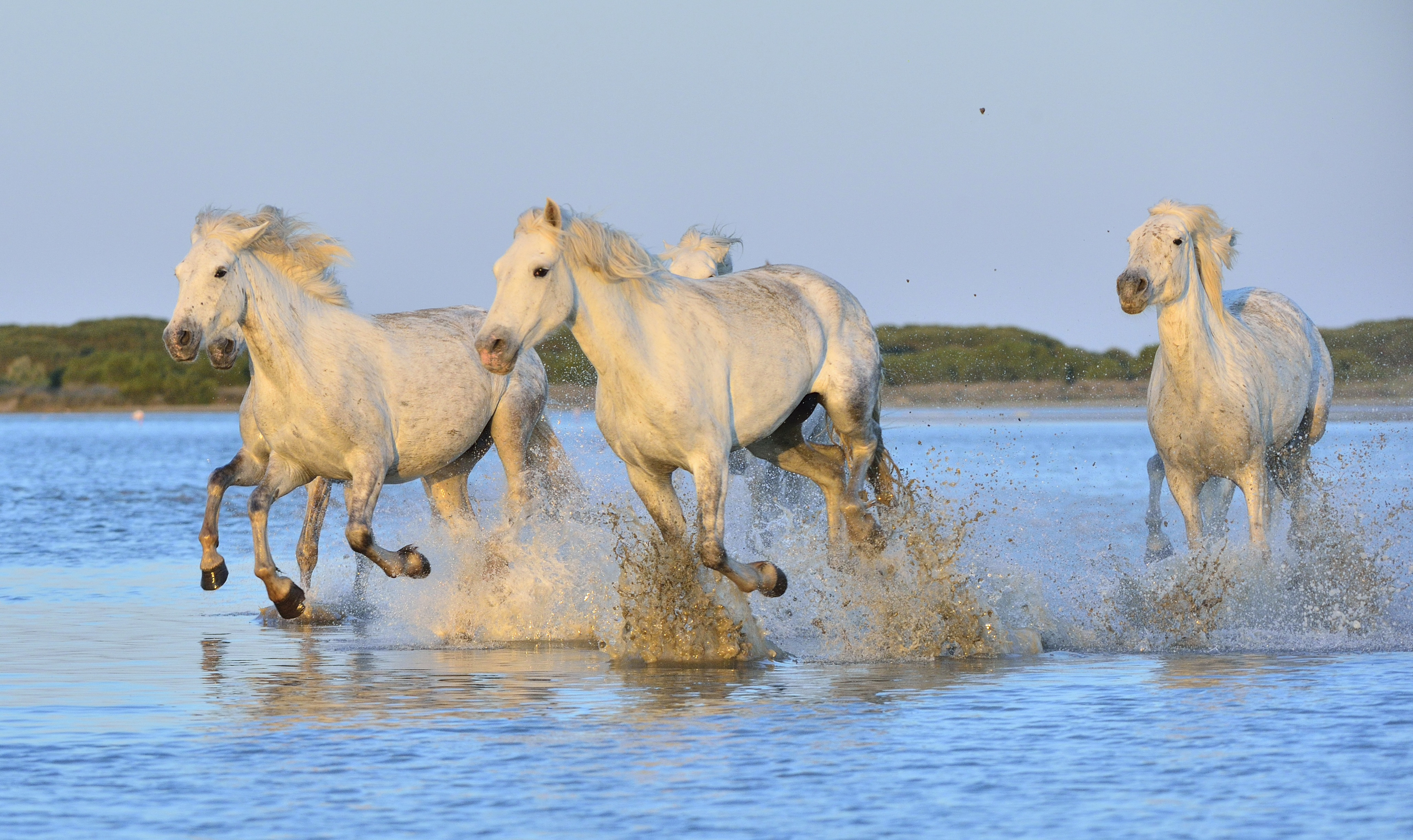 850237 descargar imagen animales, caballo, correr, chapoteo, agua: fondos de pantalla y protectores de pantalla gratis
