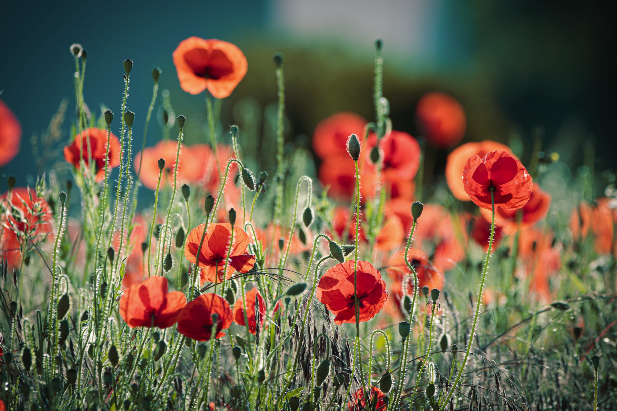Free download wallpaper Nature, Flowers, Summer, Earth, Poppy, Red Flower on your PC desktop