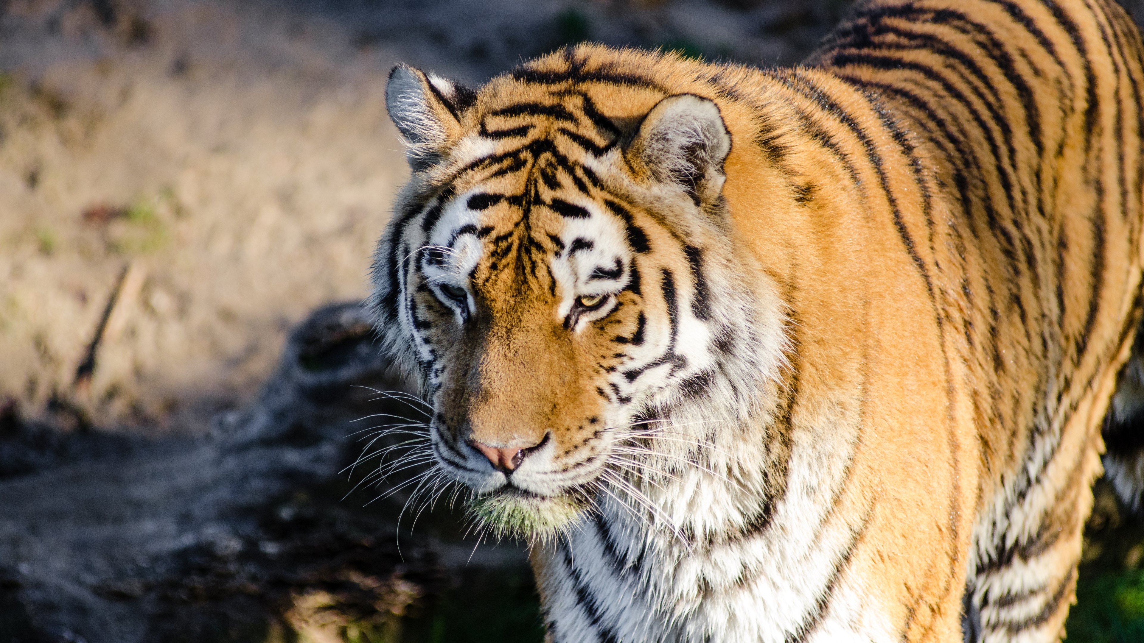 Descarga gratuita de fondo de pantalla para móvil de Gato, Gatos, Animales, Tigre.