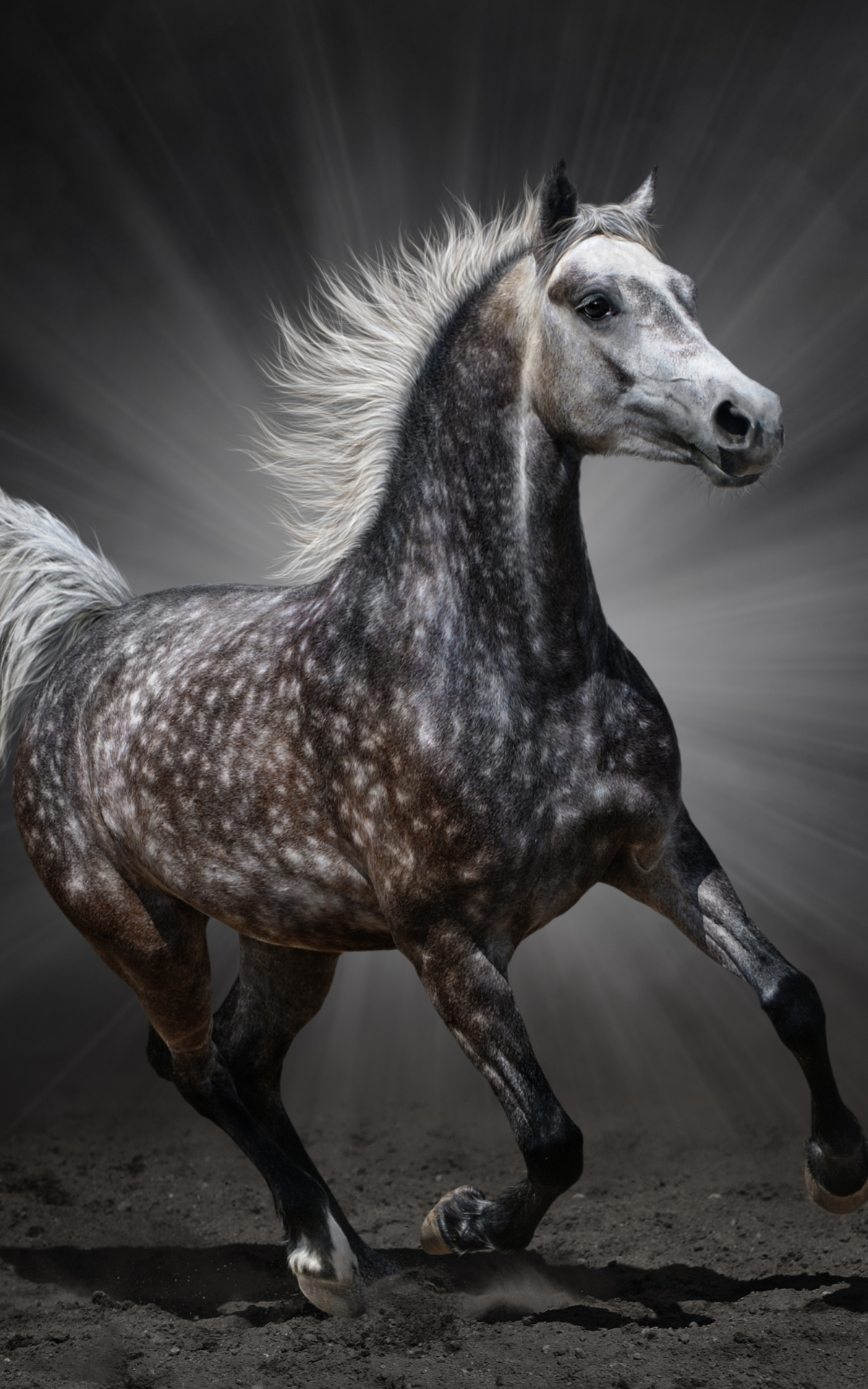 Download mobile wallpaper Animal, Horse for free.