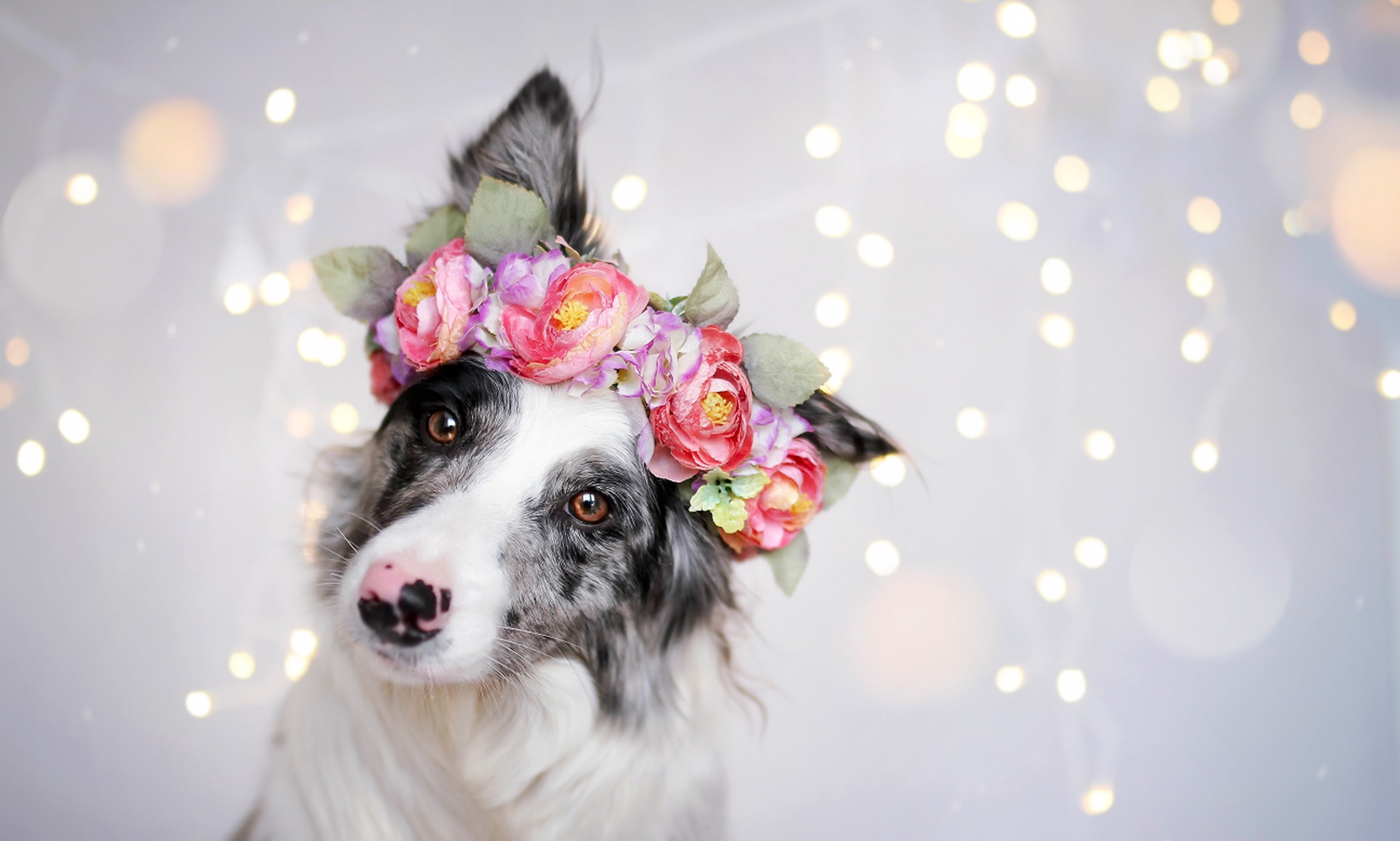 Download mobile wallpaper Dogs, Dog, Muzzle, Animal, Bokeh, Australian Shepherd, Wreath for free.