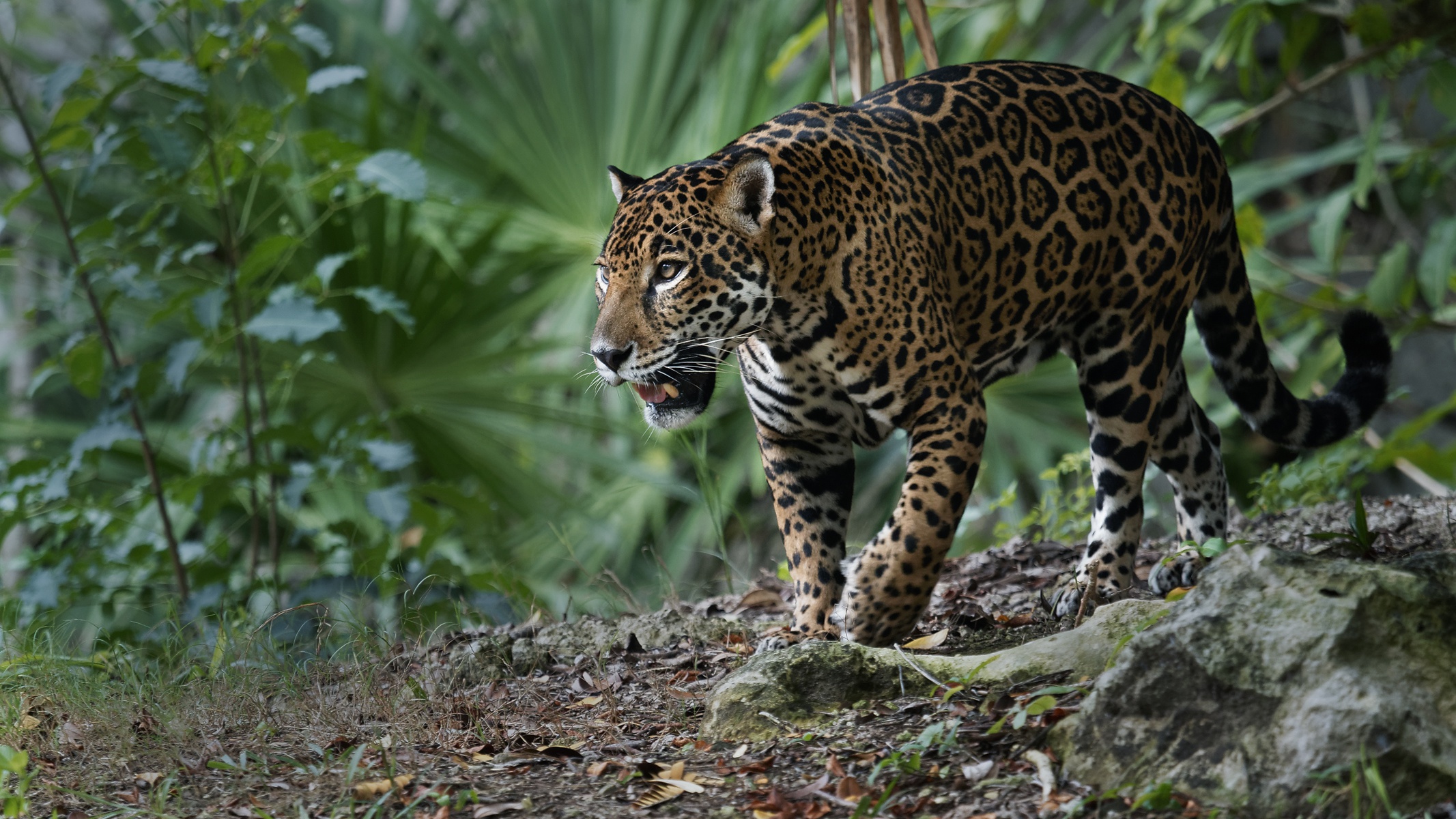 Handy-Wallpaper Tiere, Katzen, Jaguar kostenlos herunterladen.