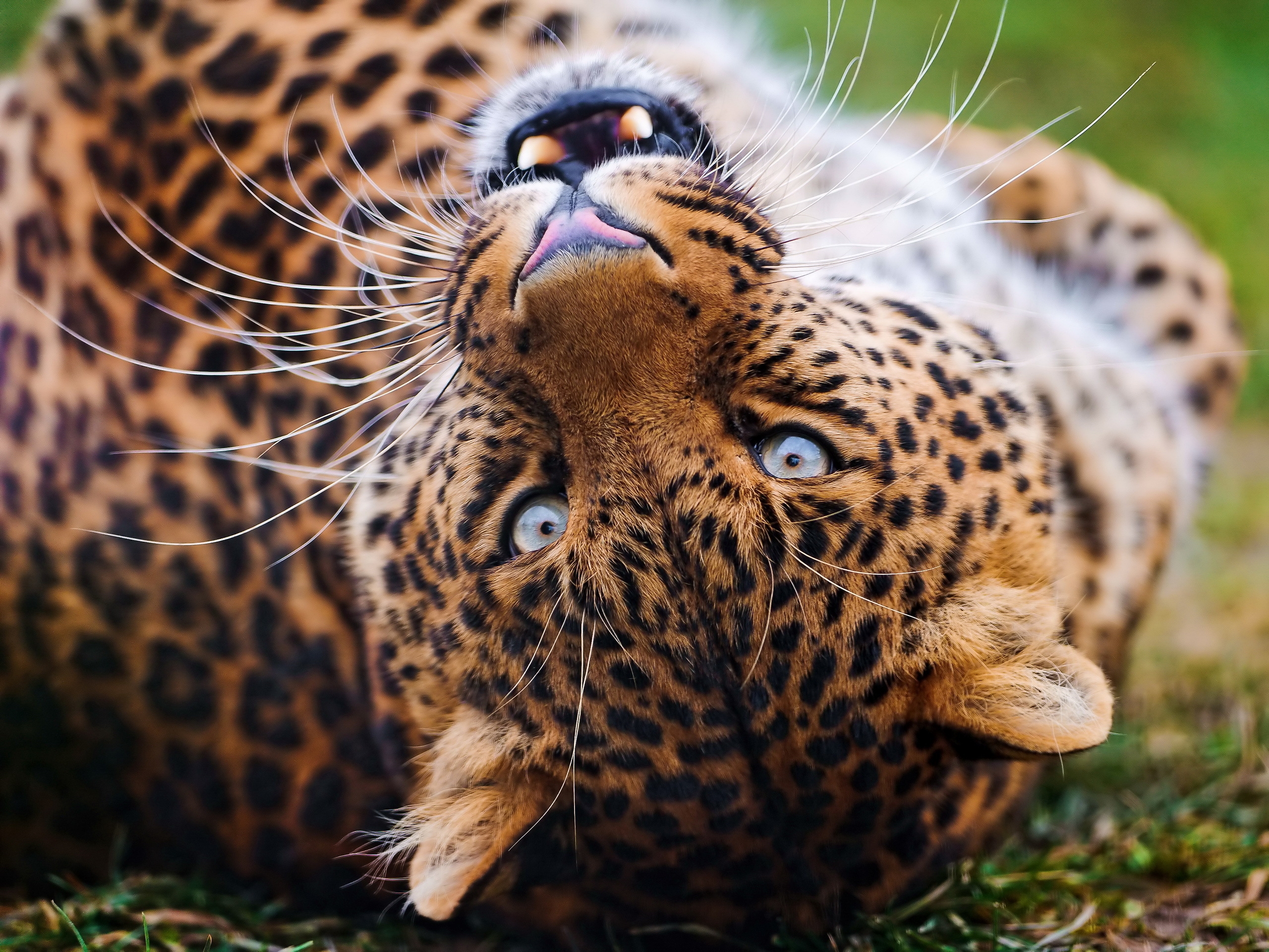 spotty, big cat, predator, animals, leopard, grin, muzzle, spotted wallpapers for tablet