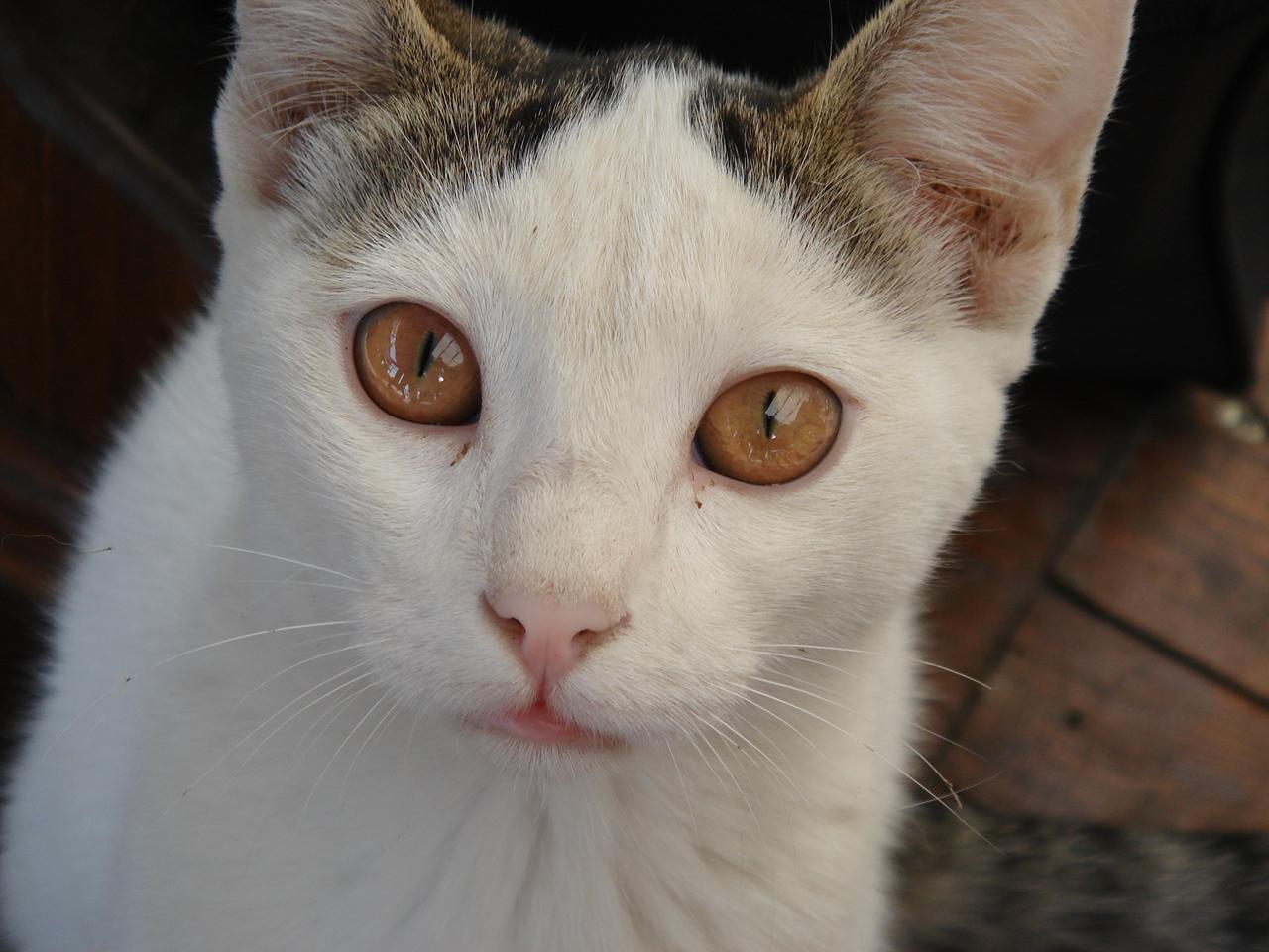 Baixe gratuitamente a imagem Animais, Gato na área de trabalho do seu PC