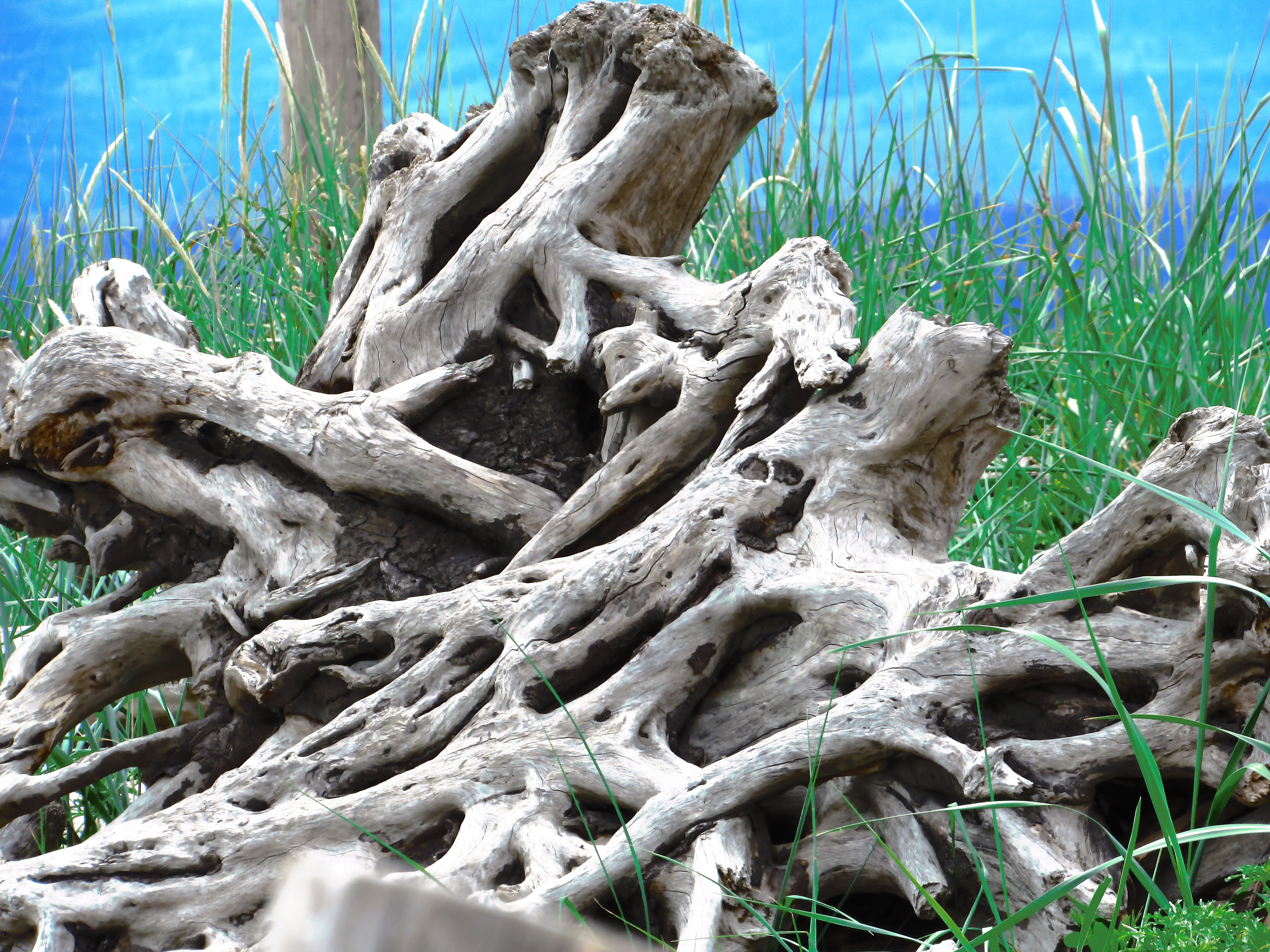 Laden Sie das Natur, Holz, Geäst, Baum, Zweig, Alt, Wurzeln-Bild kostenlos auf Ihren PC-Desktop herunter