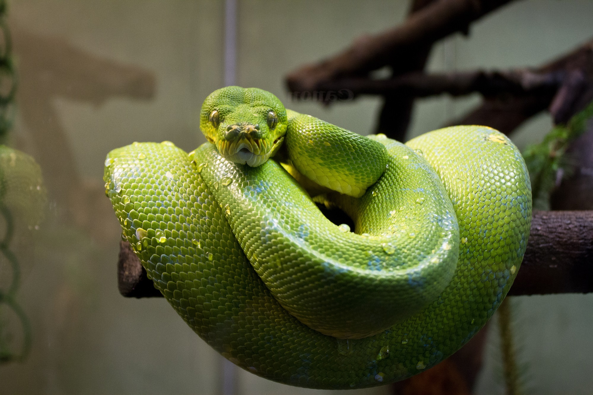Téléchargez gratuitement l'image Animaux, Reptile, Serpent, Reptiles, Python, Python Arboricole sur le bureau de votre PC