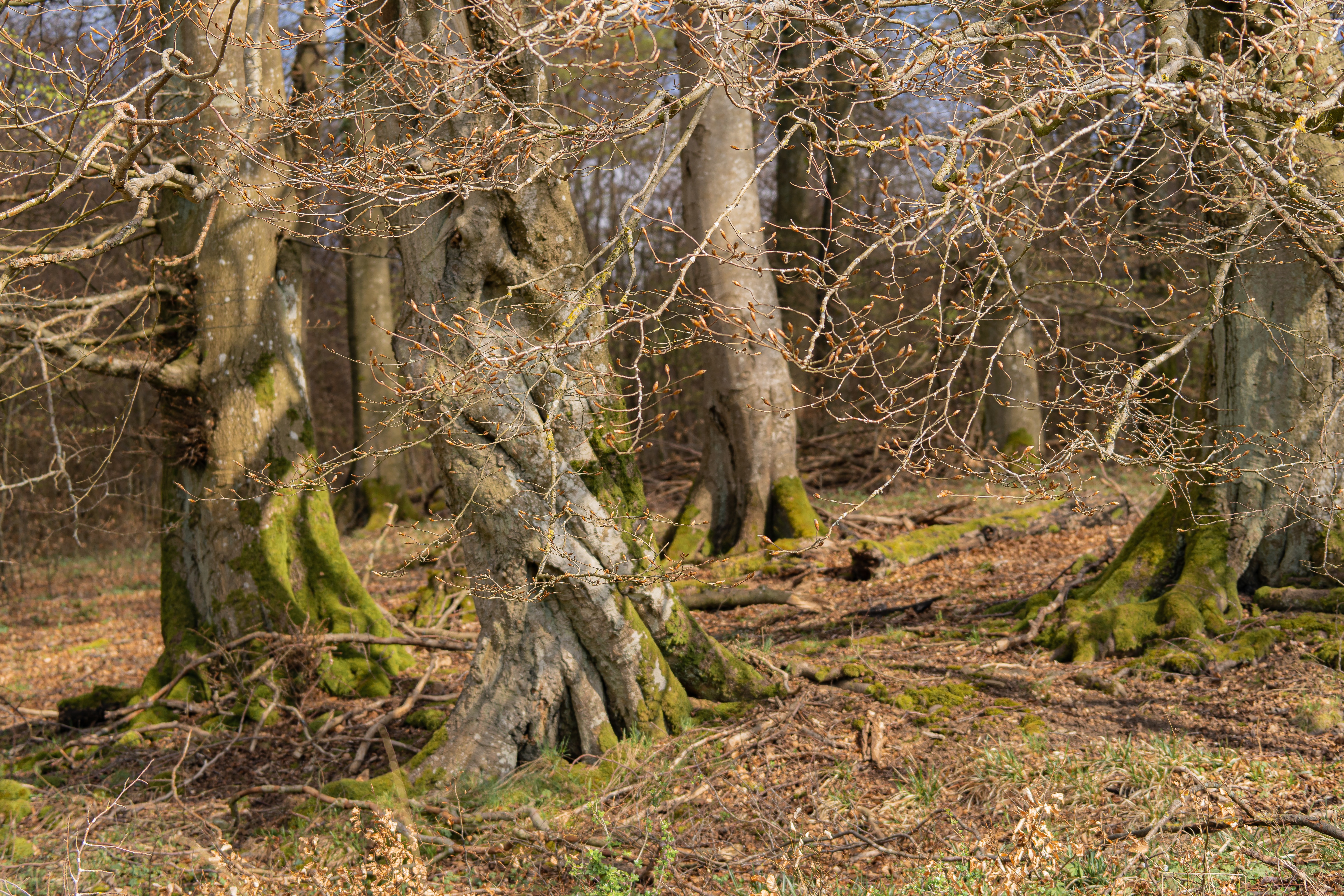 Descarga gratis la imagen Naturaleza, Bosque, Árbol, Musgo, Tierra/naturaleza en el escritorio de tu PC