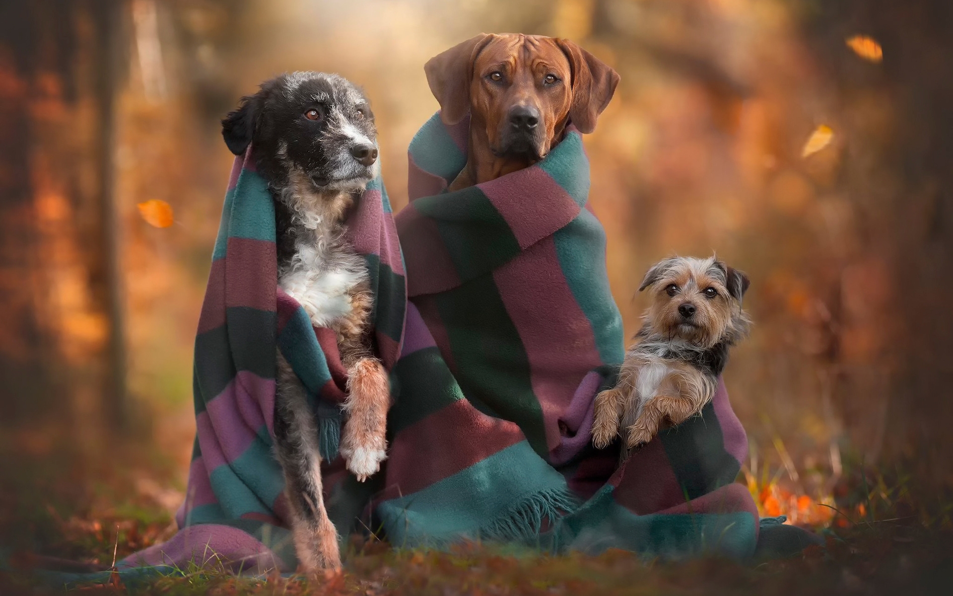 Free download wallpaper Dogs, Dog, Animal on your PC desktop