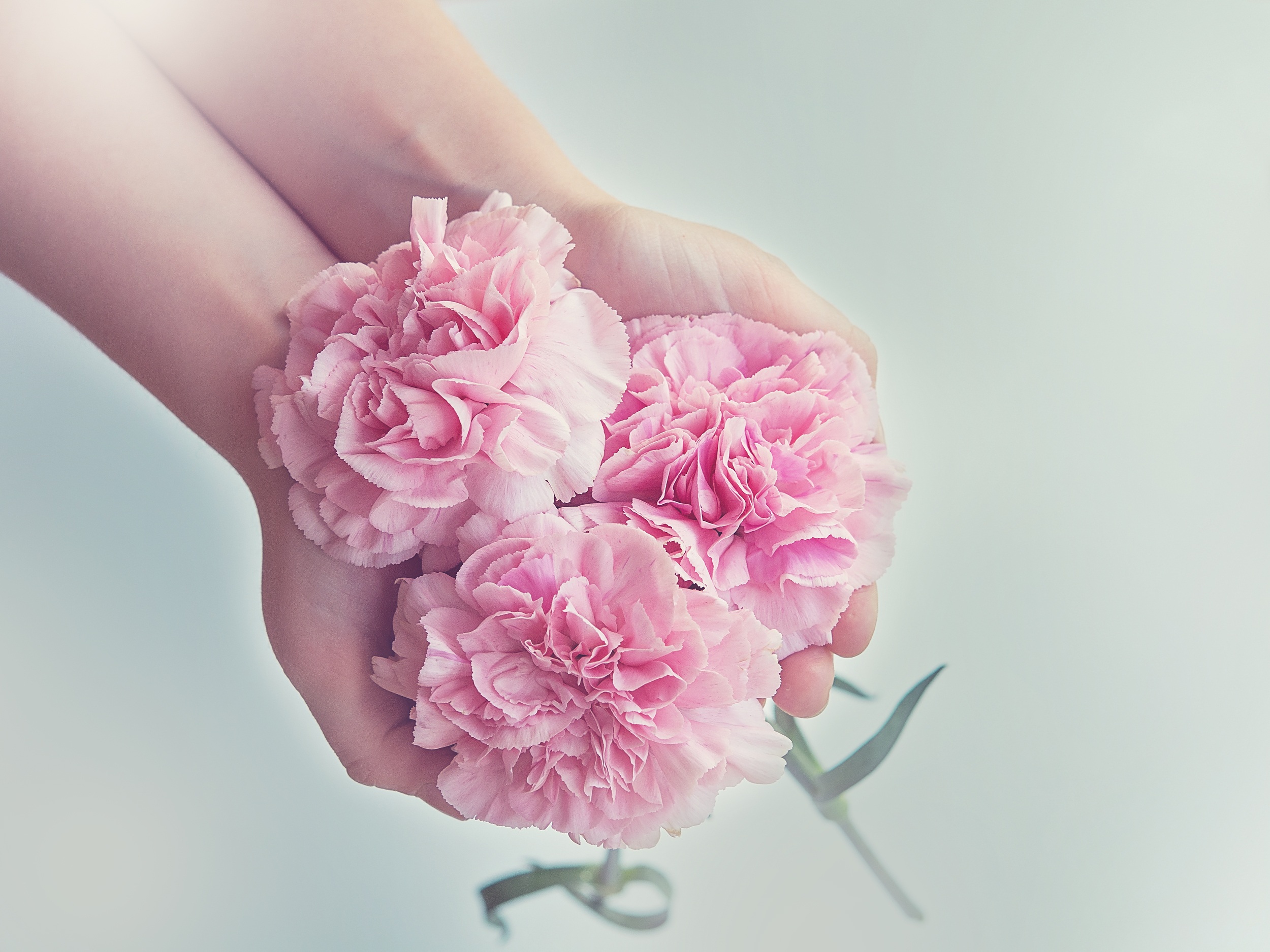 carnations, hands, flowers, pink Aesthetic wallpaper