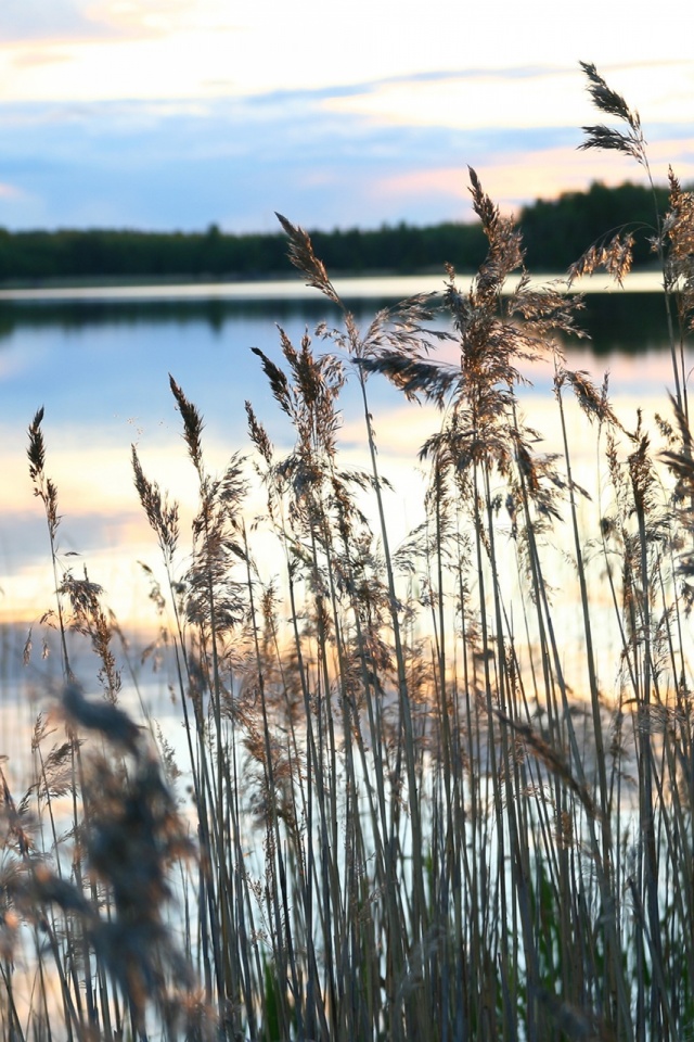 Baixar papel de parede para celular de Natureza, Água, Lagos, Lago, Plantar, Planta, Terra, Terra/natureza gratuito.