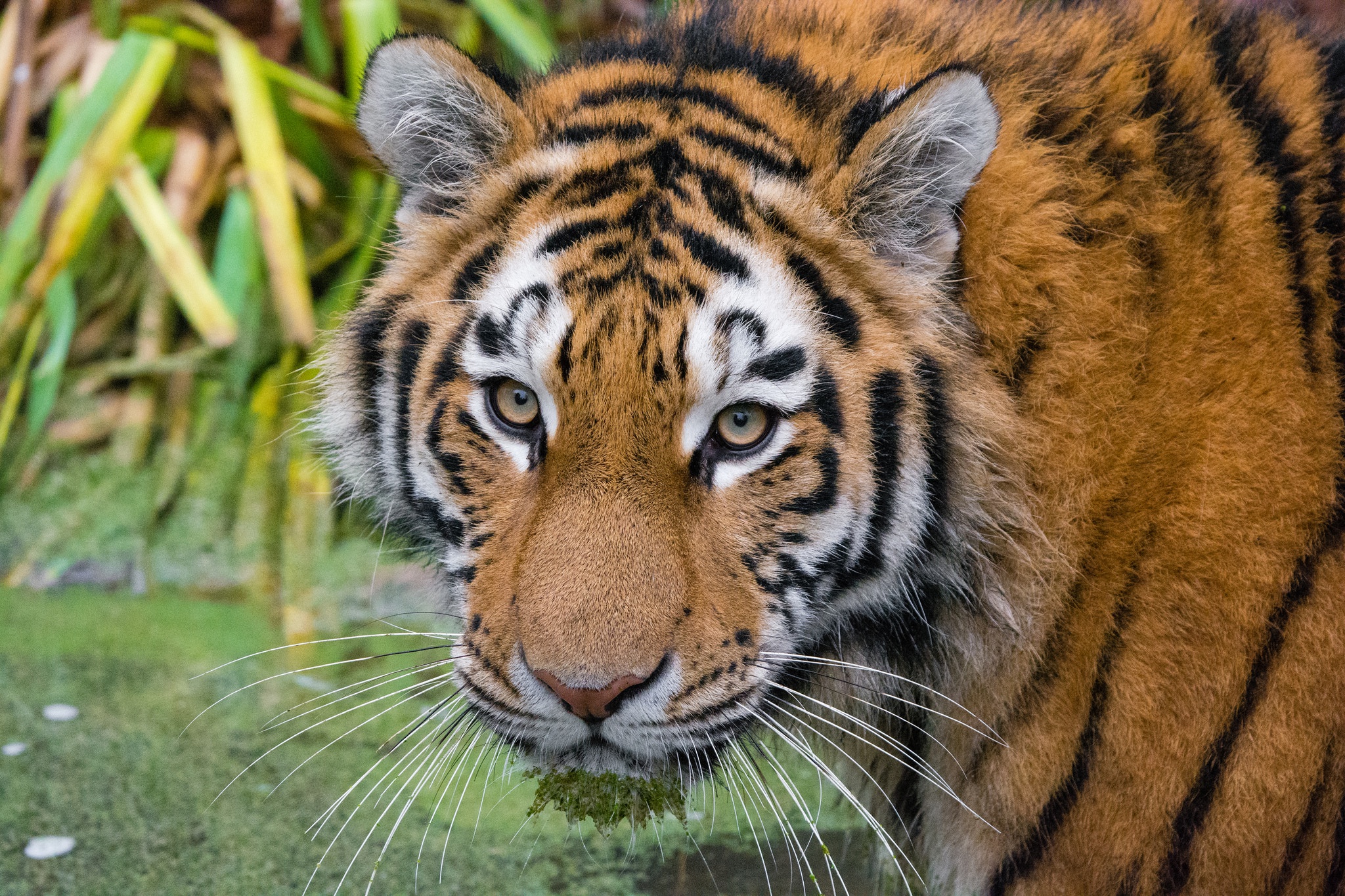 Baixar papel de parede para celular de Gatos, Animais, Tigre gratuito.