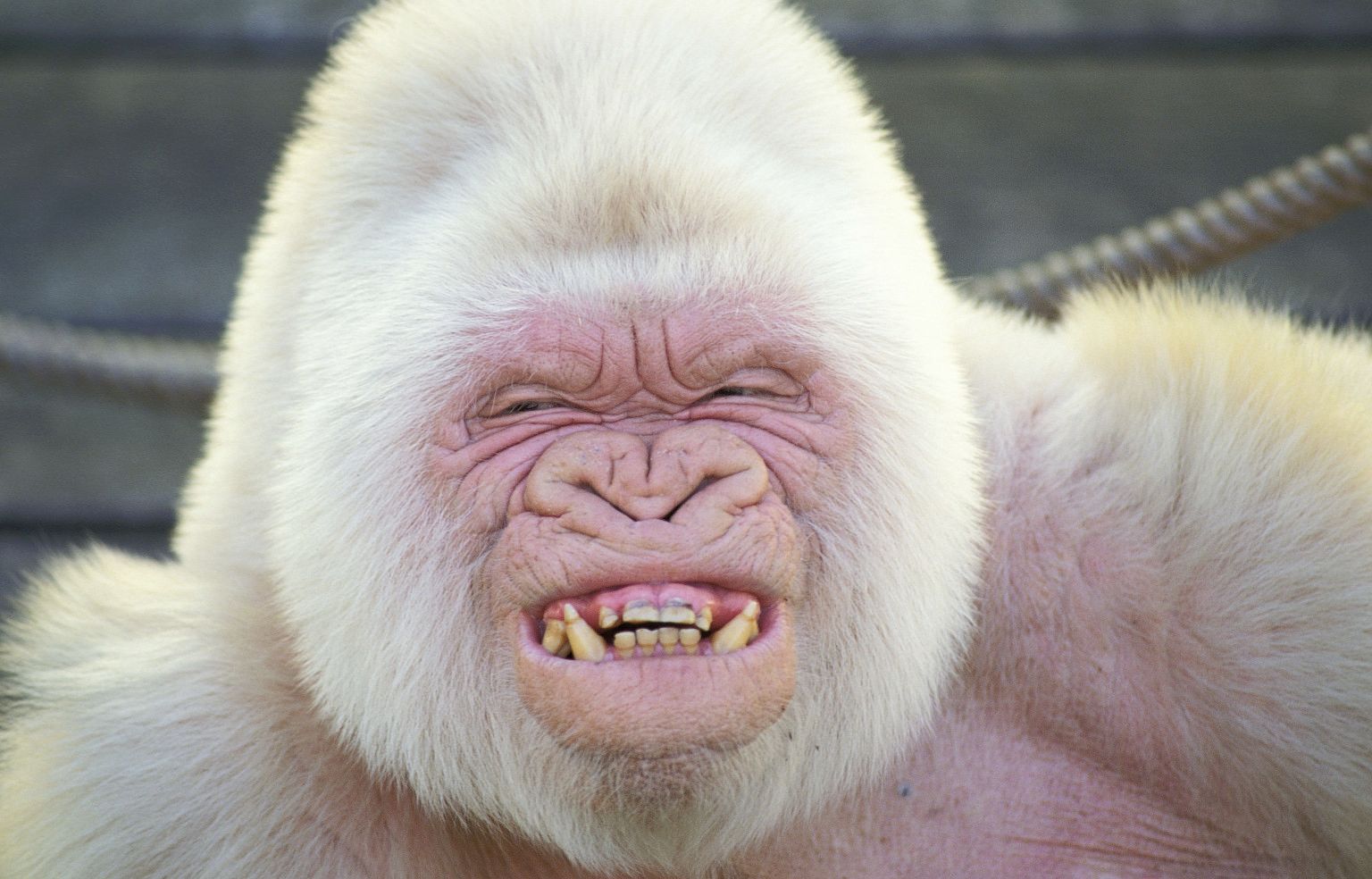 356160 descargar fondo de pantalla animales, gorila, albino, monos: protectores de pantalla e imágenes gratis