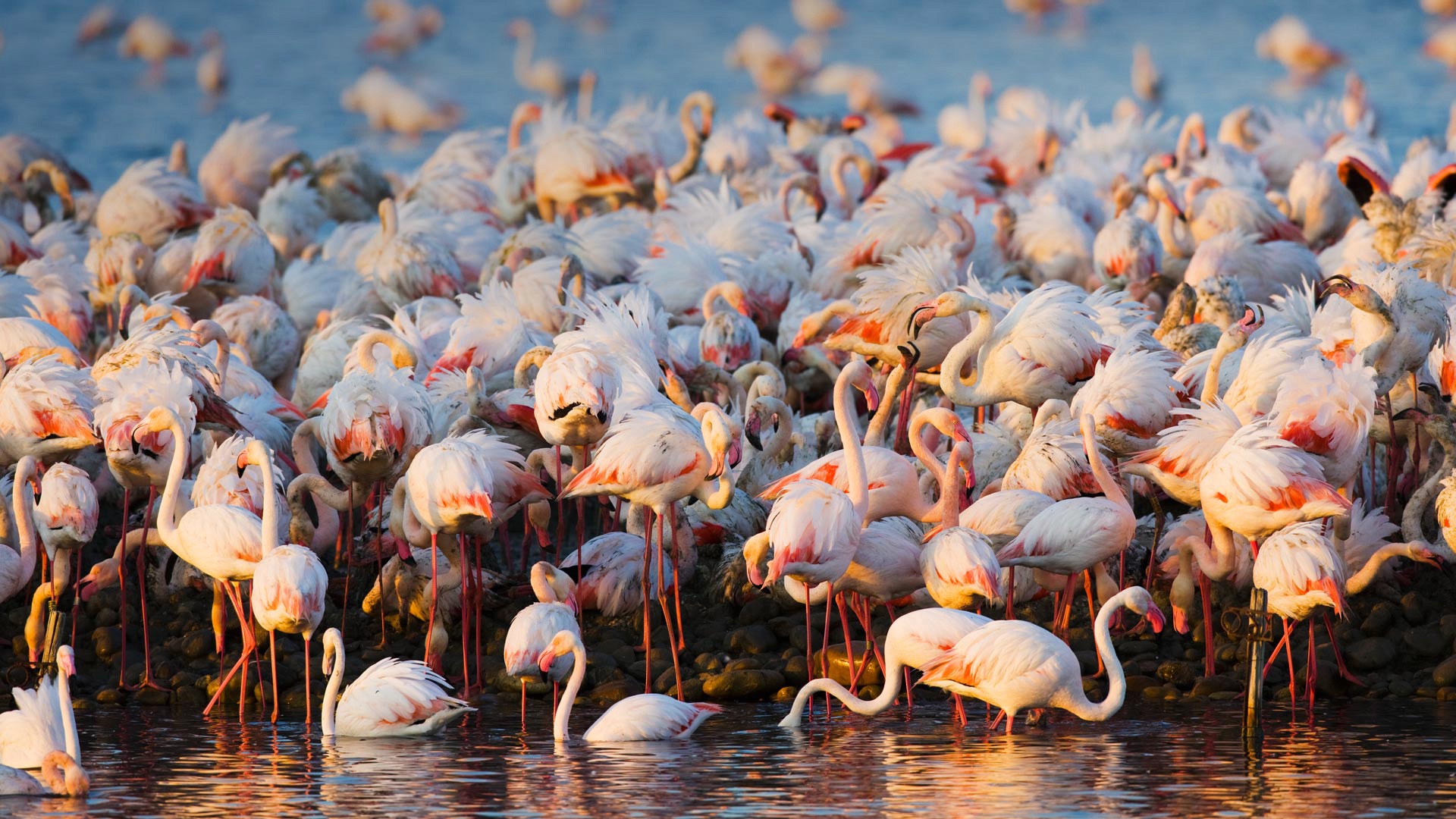 Download mobile wallpaper Birds, Flamingo, Bird, Animal, Flock Of Birds for free.
