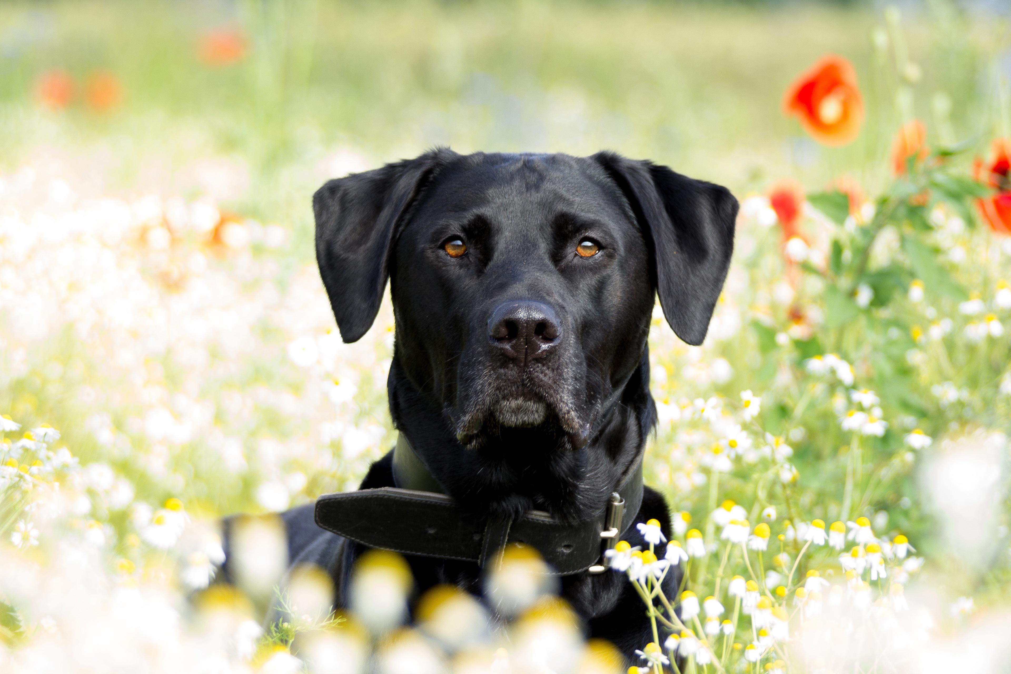 PCデスクトップに動物, 犬, ラブラドール・レトリバー画像を無料でダウンロード