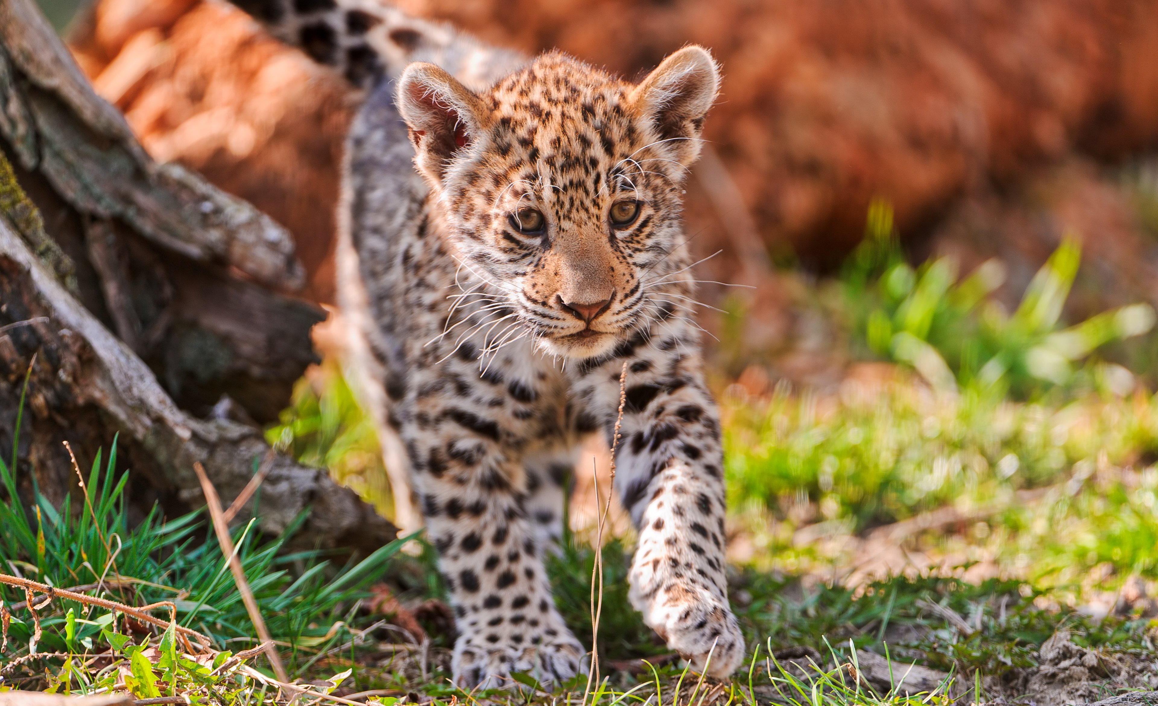 278810 télécharger l'image animaux, jaguar, chats - fonds d'écran et économiseurs d'écran gratuits