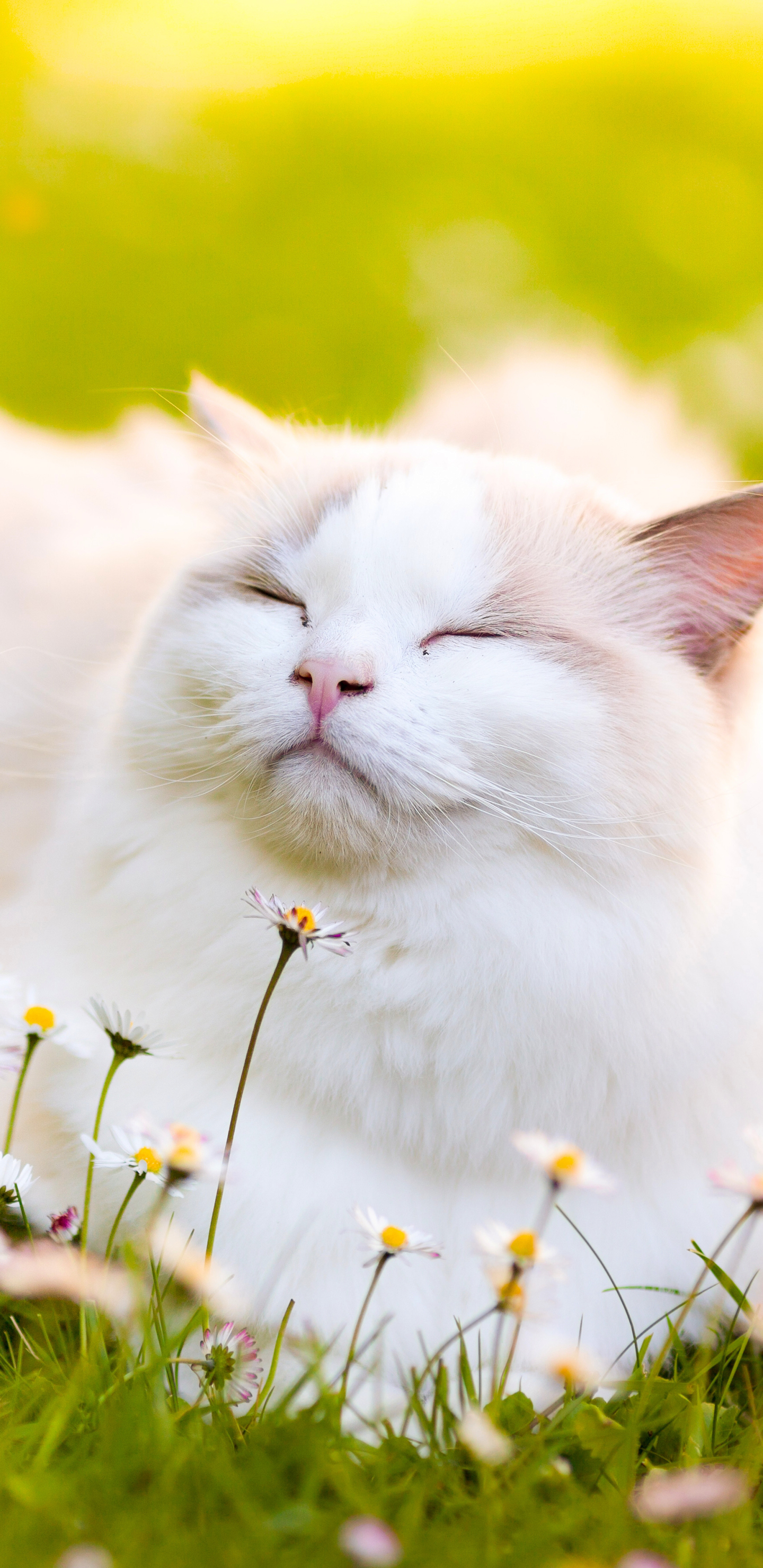 Download mobile wallpaper Cats, Flower, Cat, Blur, Animal for free.