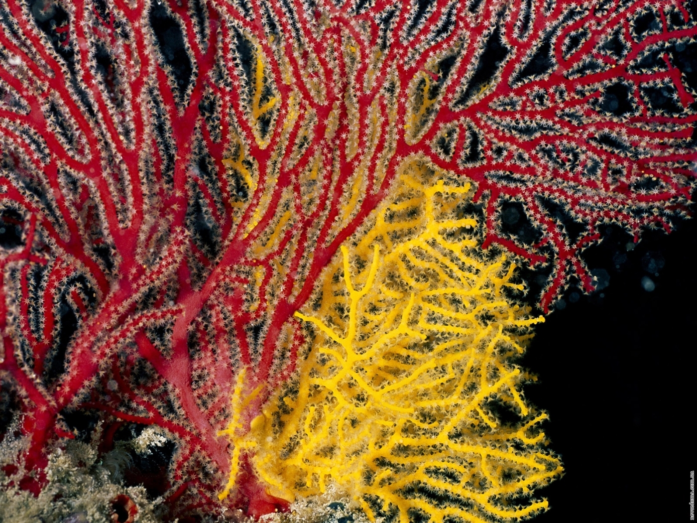 Download PC Wallpaper animals, coral, sea