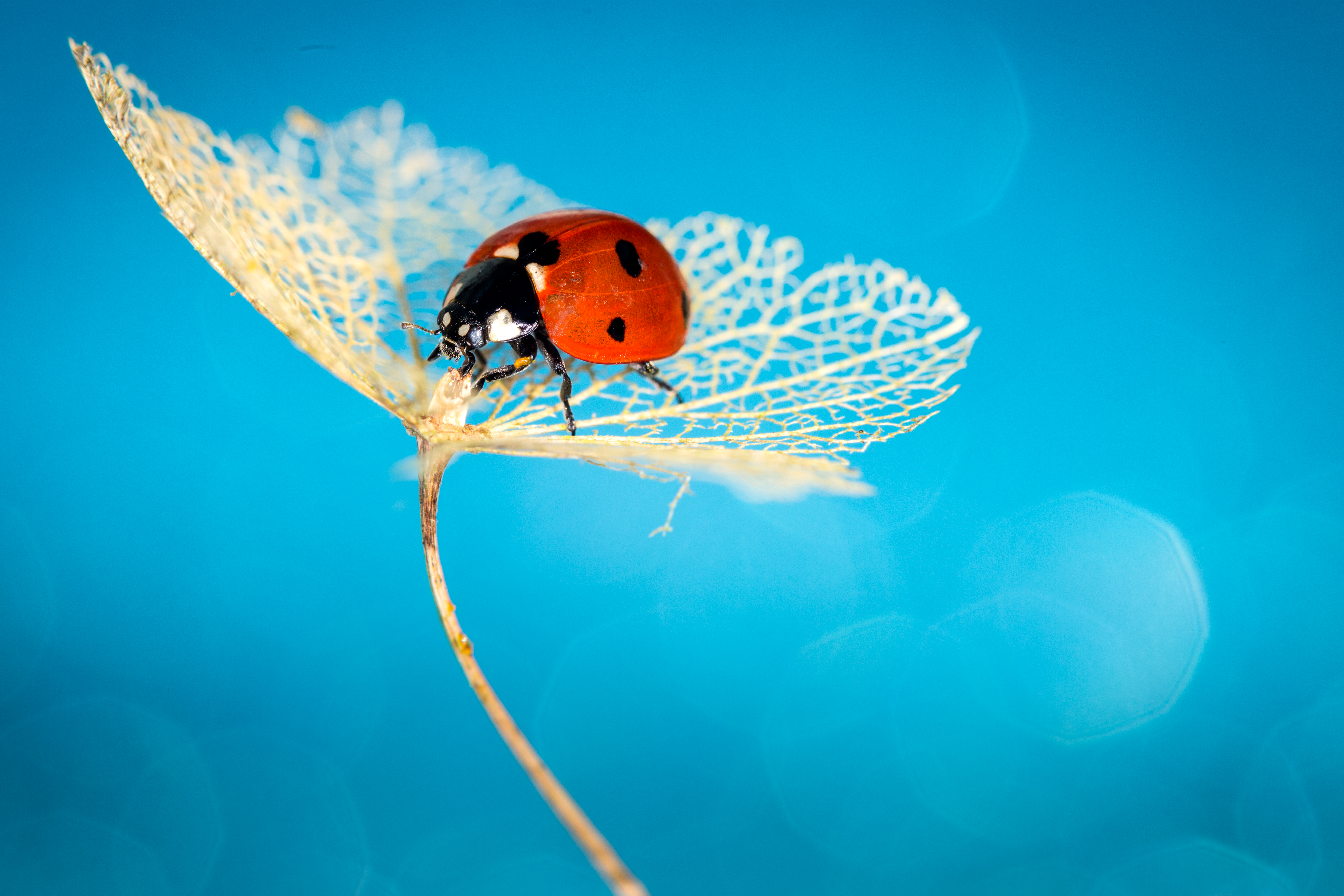 Free download wallpaper Plant, Macro, Insect, Animal, Ladybug on your PC desktop