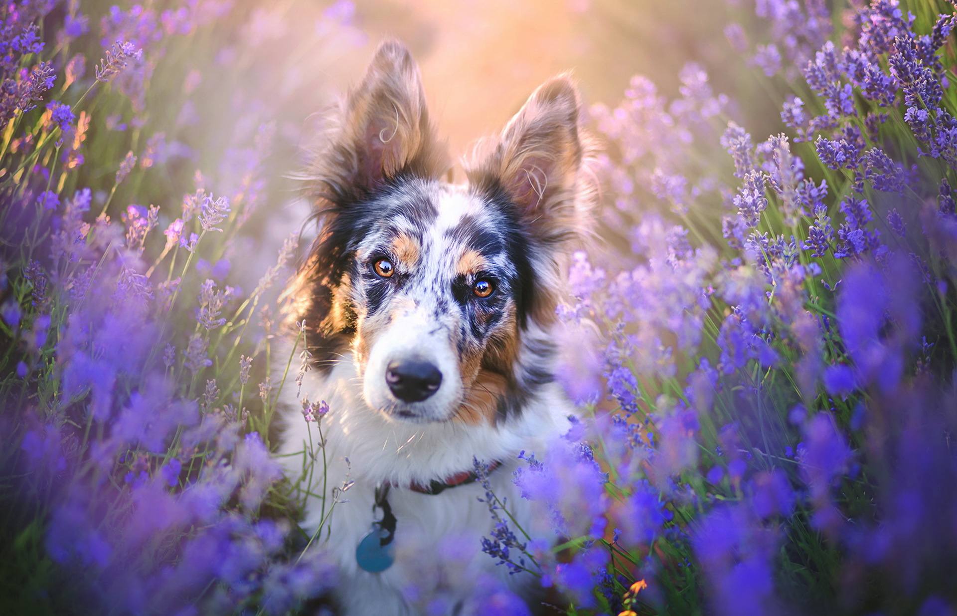 Download mobile wallpaper Dogs, Flower, Dog, Animal, Lavender, Purple Flower for free.