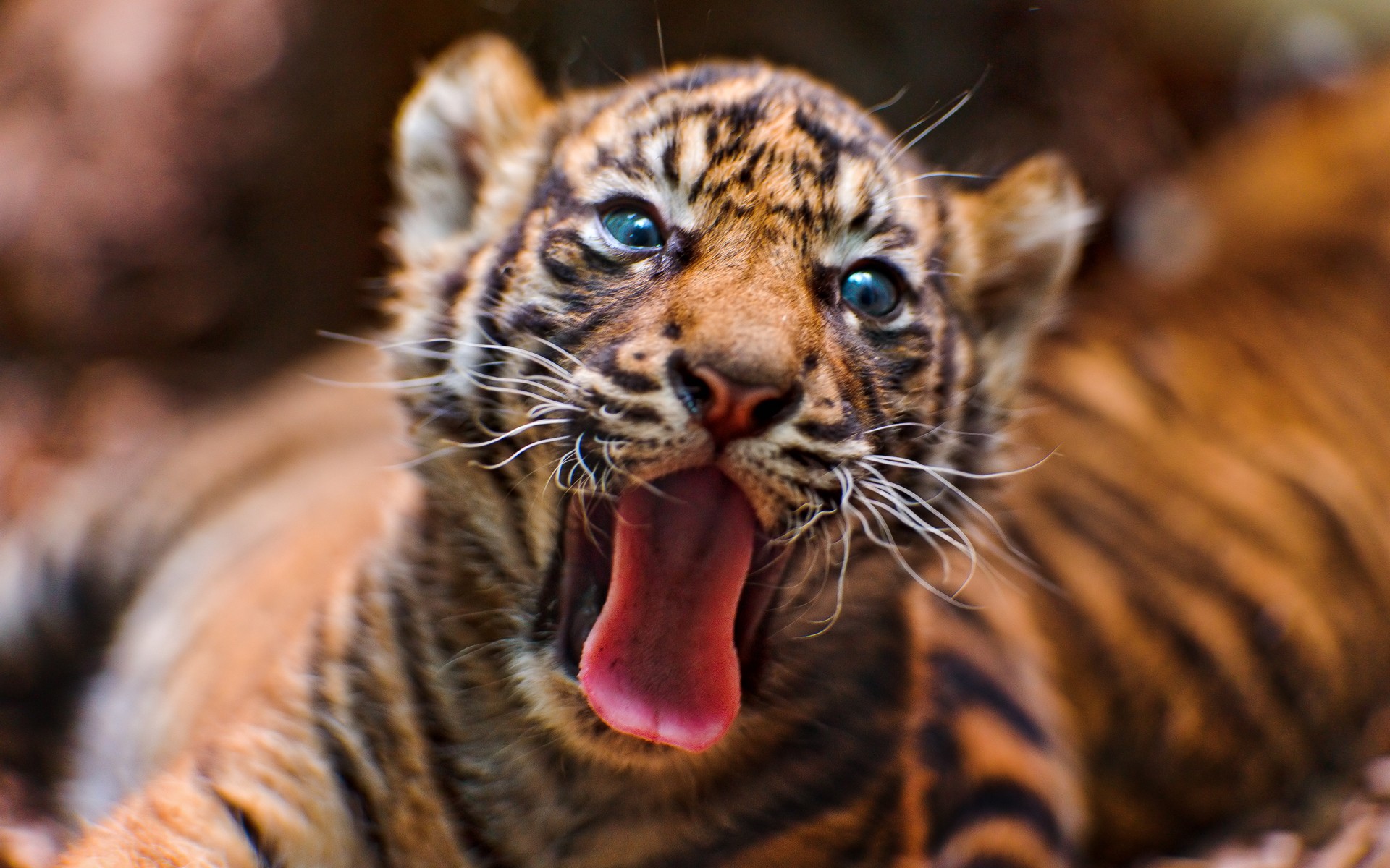 Téléchargez gratuitement l'image Animaux, Chats, Tigre sur le bureau de votre PC