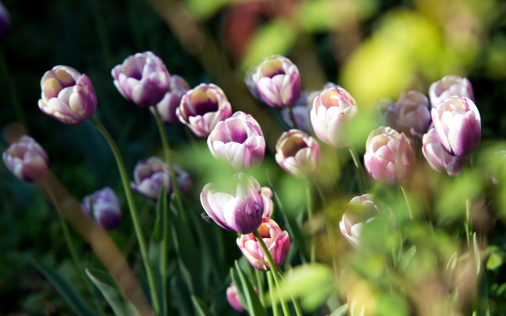 Descarga gratuita de fondo de pantalla para móvil de Tulipán, Macrofotografía, Flores, Naturaleza, Flor, Tierra/naturaleza.