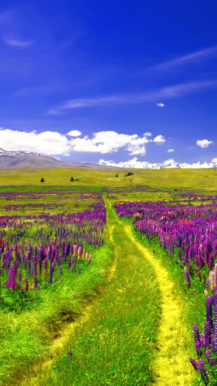 無料モバイル壁紙風景, 花, 道, 地球, ルパン, 分野, 紫色の花をダウンロードします。