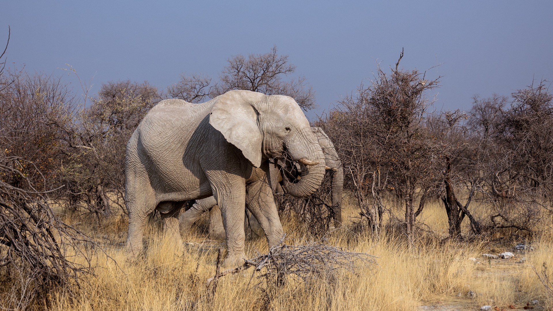 401221壁紙のダウンロード動物, アフリカゾウ, アフリカ, 哺乳類, ゾウ-スクリーンセーバーと写真を無料で