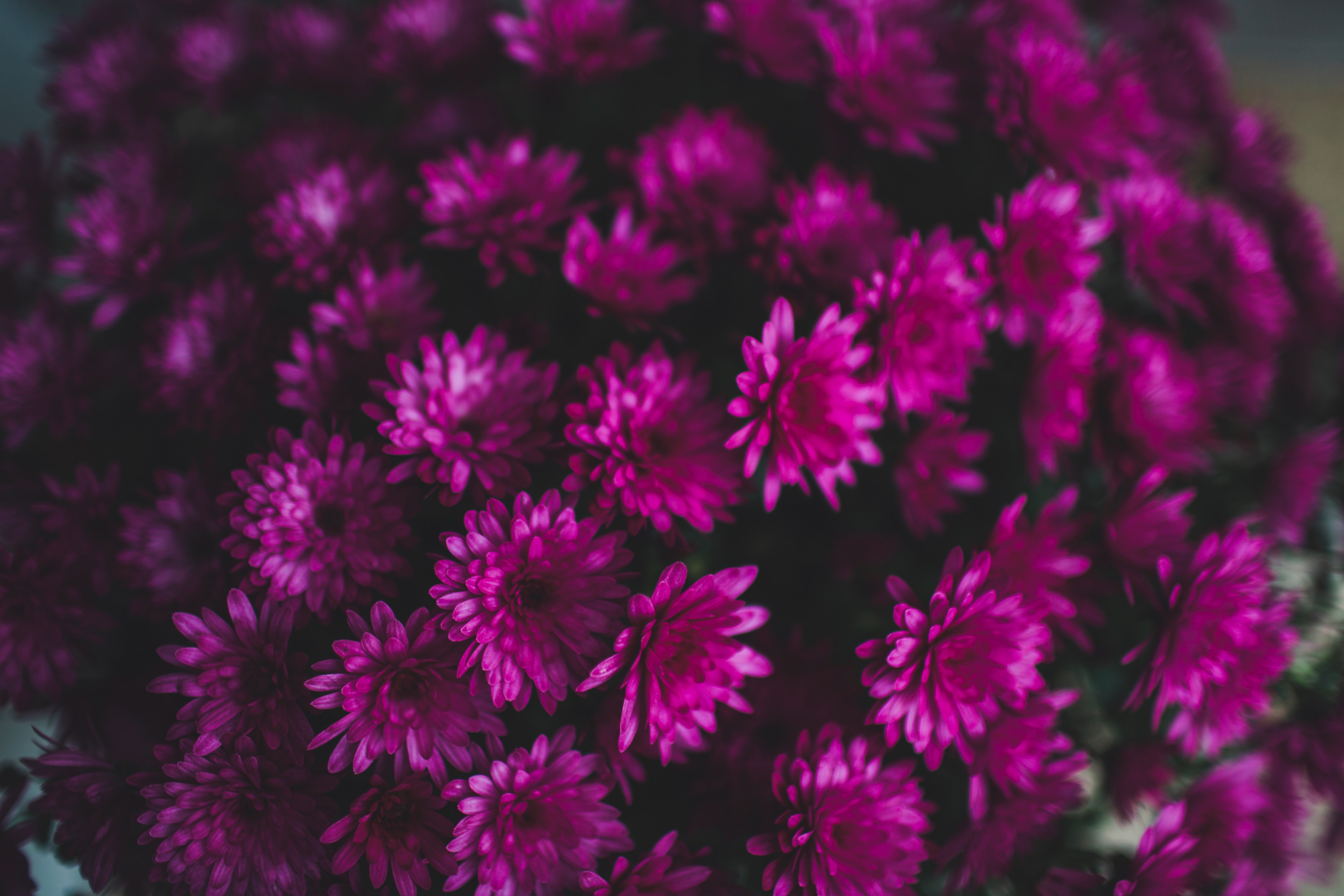chrysanthemum, flowers, violet, bouquet, purple