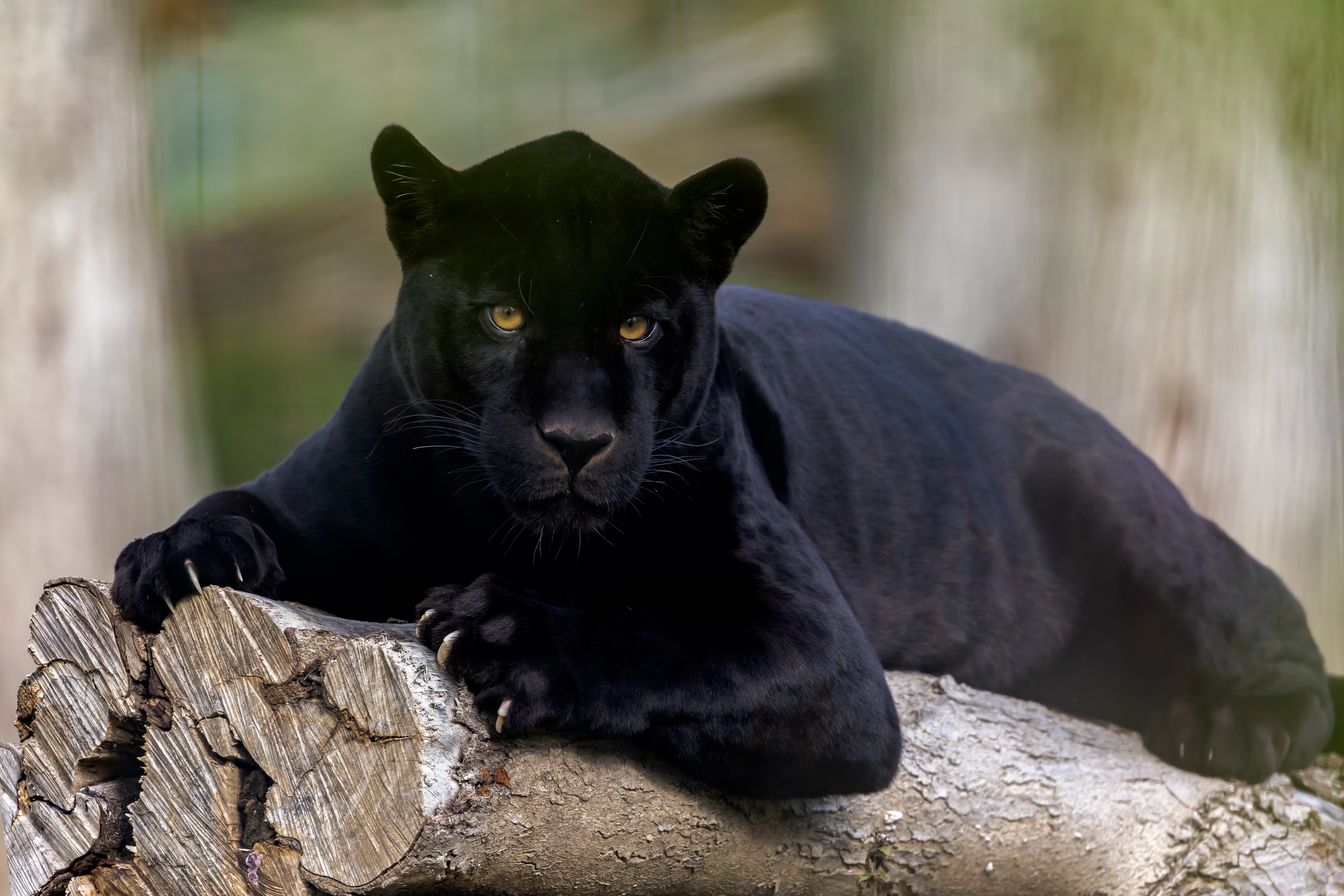 Скачать обои бесплатно Черная Пантера, Животные, Кошки картинка на рабочий стол ПК