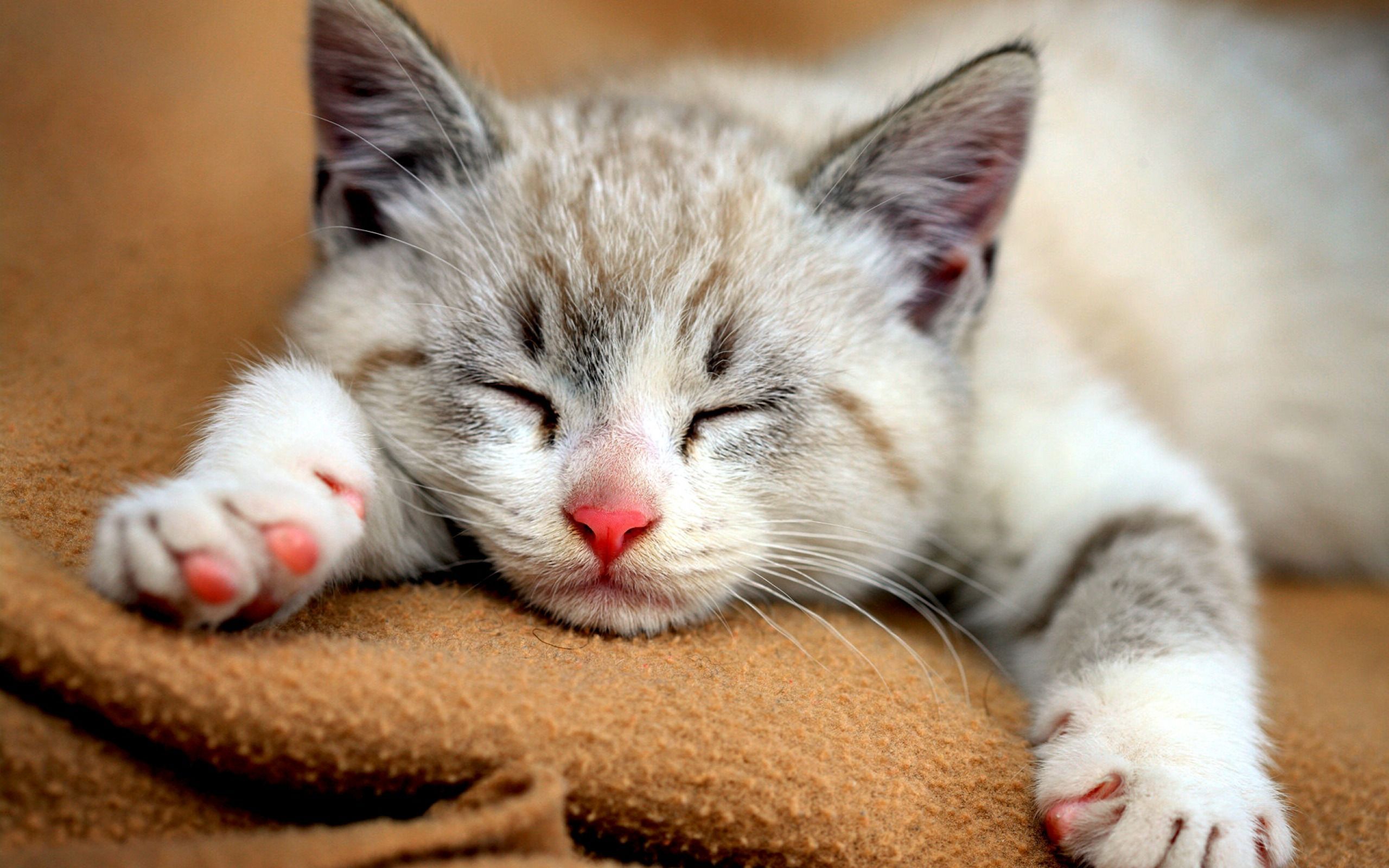 Скачати мобільні шпалери Кішка, Кошеня, Тварина, Милий, Коти, Спить безкоштовно.