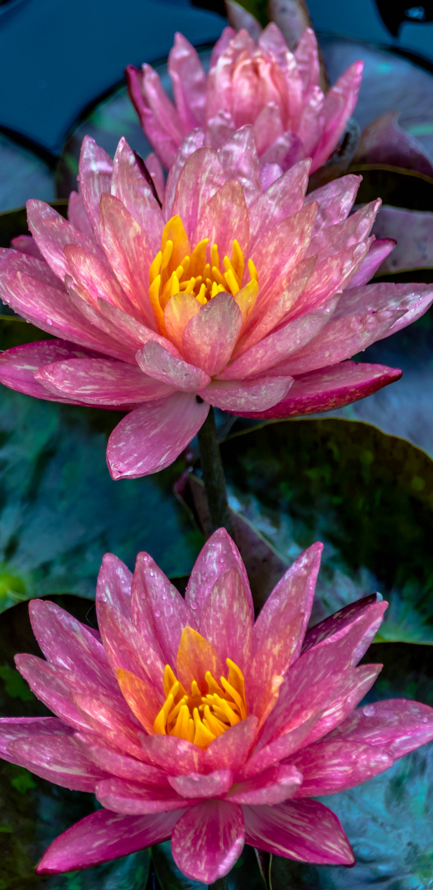 Download mobile wallpaper Nature, Flowers, Flower, Close Up, Leaf, Earth, Water Lily, Pink Flower, Lily Pad for free.