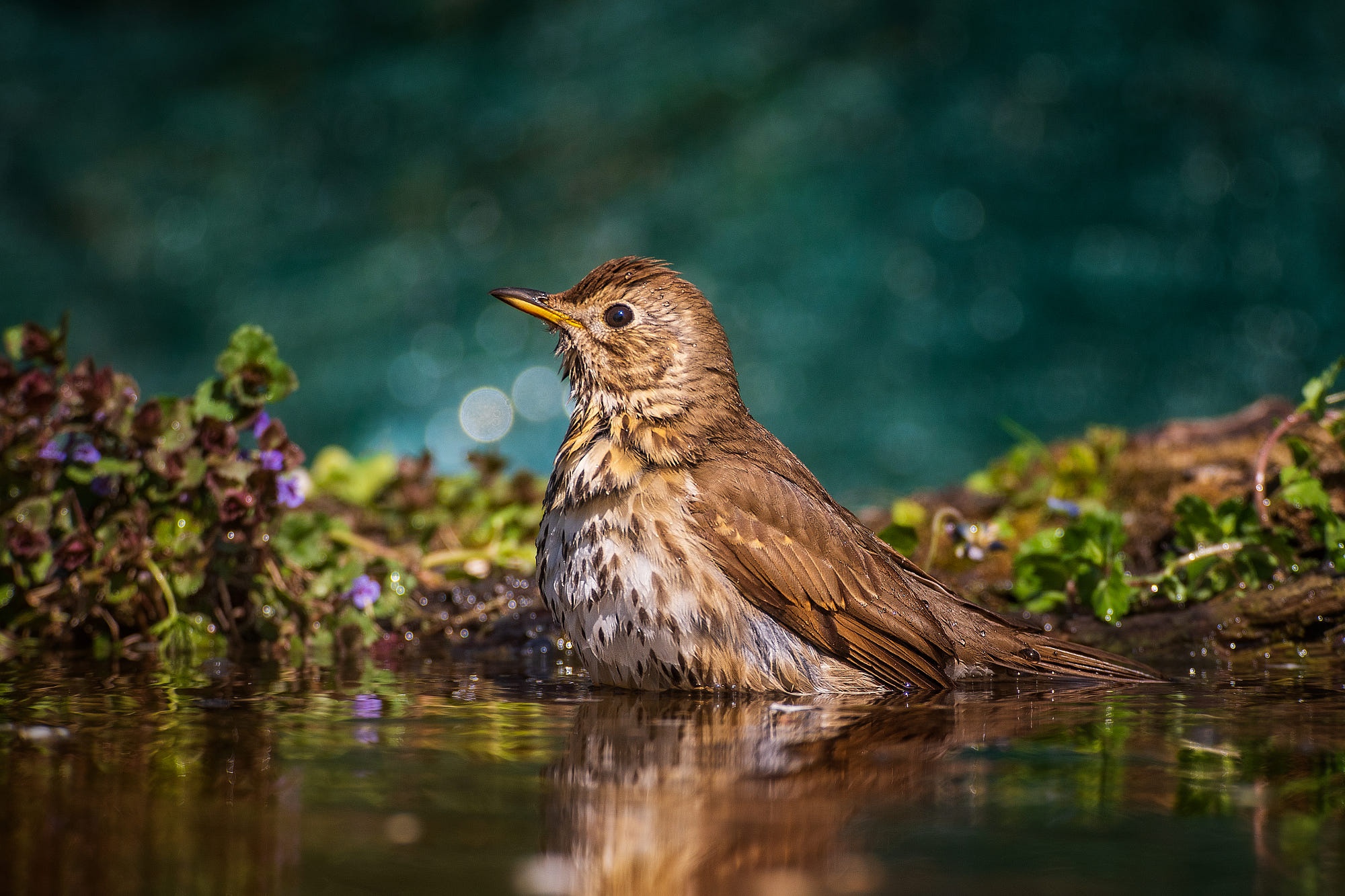 Descarga gratis la imagen Animales, Agua, Aves, Ave en el escritorio de tu PC