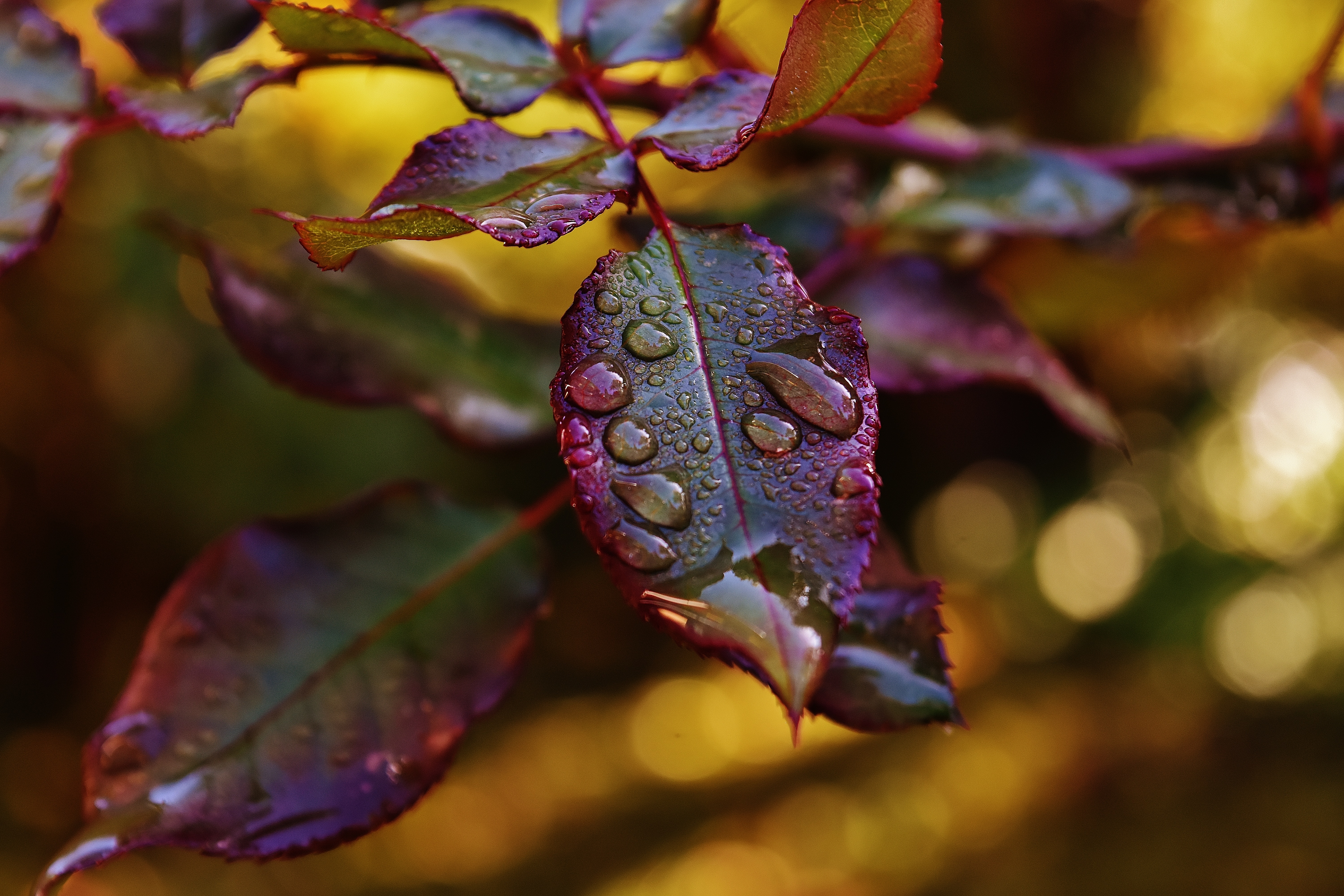 Free download wallpaper Leaves, Plant, Macro, Blur, Smooth, Dew, Drops on your PC desktop