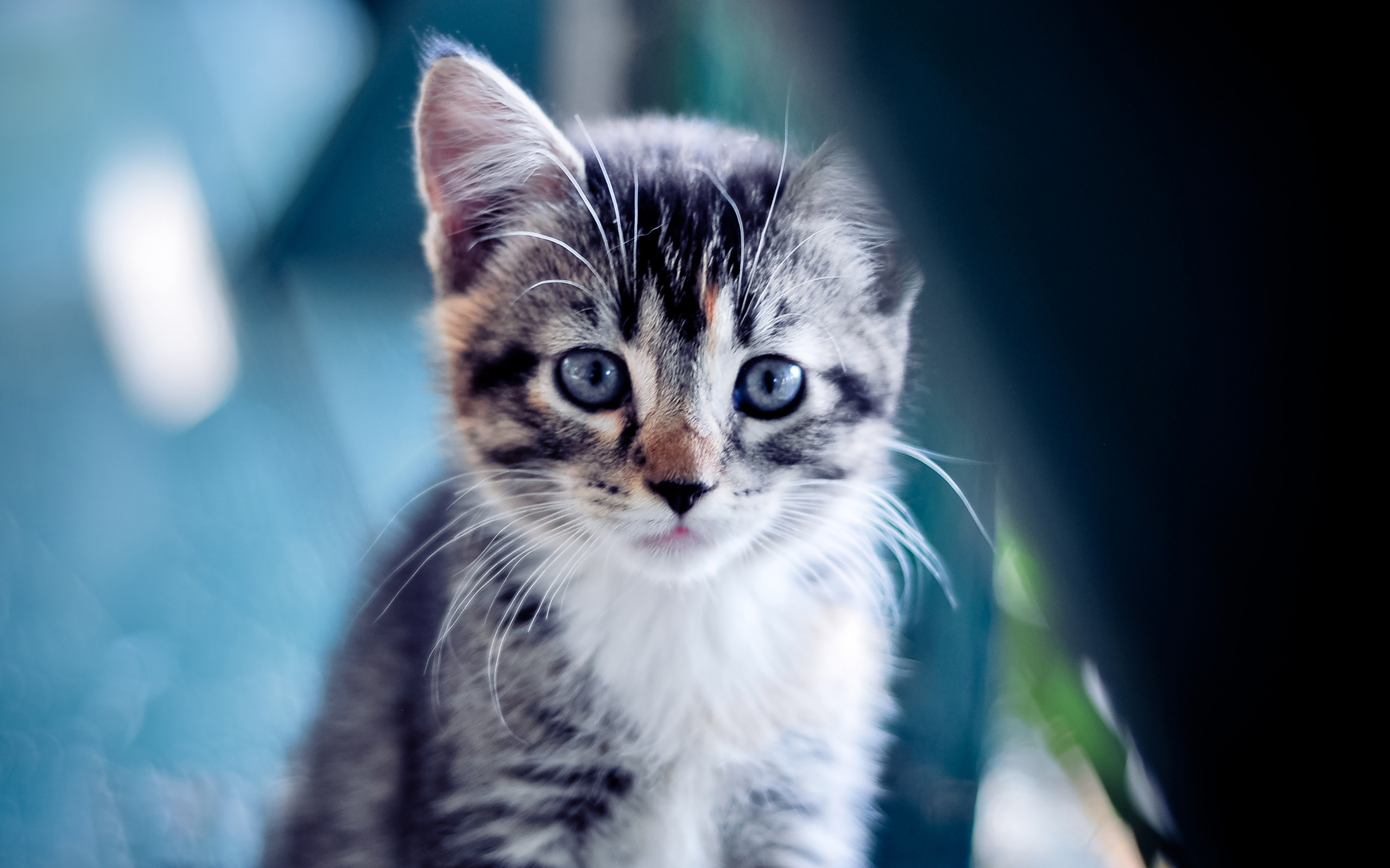 Téléchargez des papiers peints mobile Animaux, Chat gratuitement.