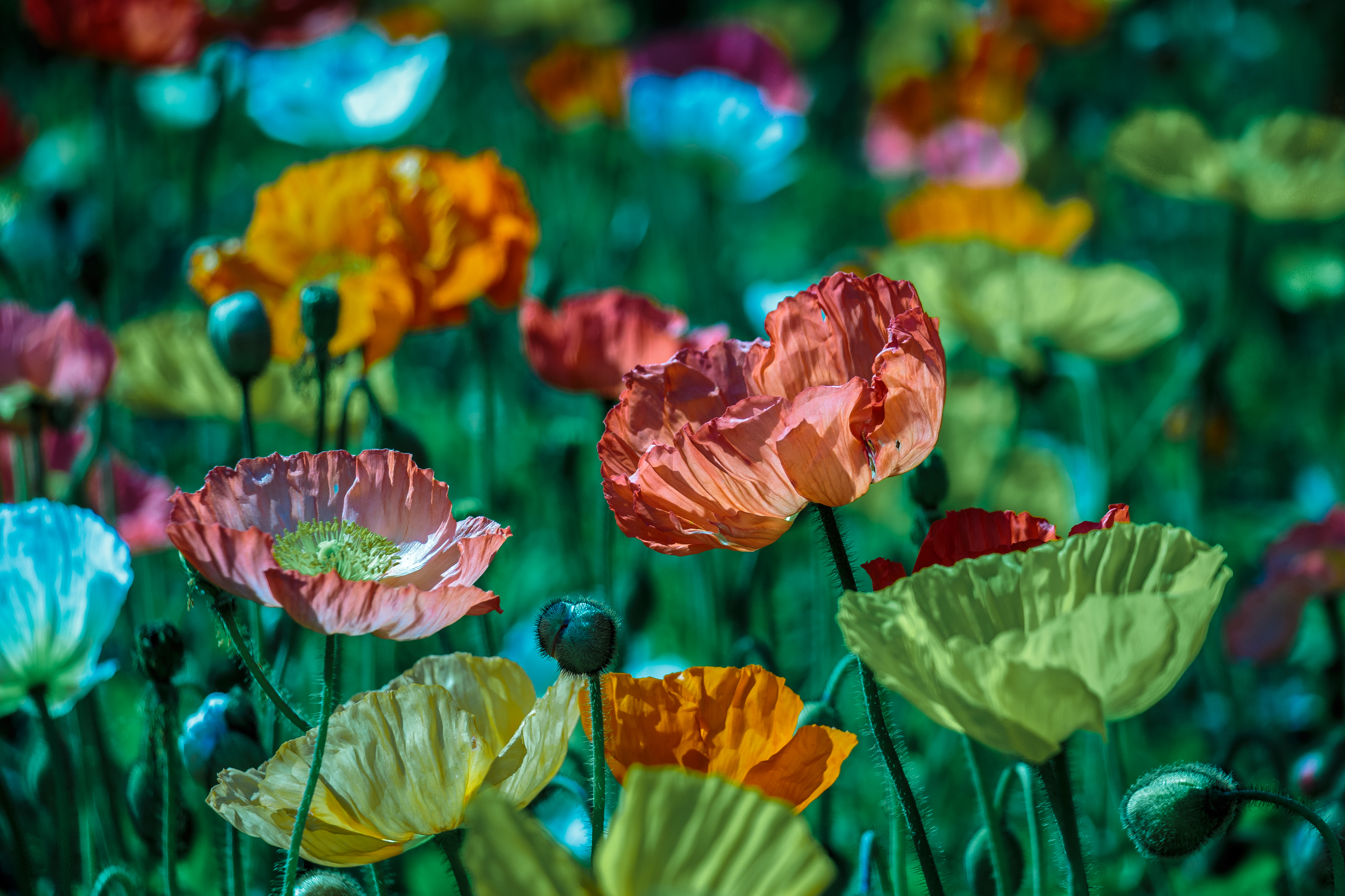 Laden Sie das Blumen, Mohn, Blume, Farben, Verwischen, Erde/natur-Bild kostenlos auf Ihren PC-Desktop herunter