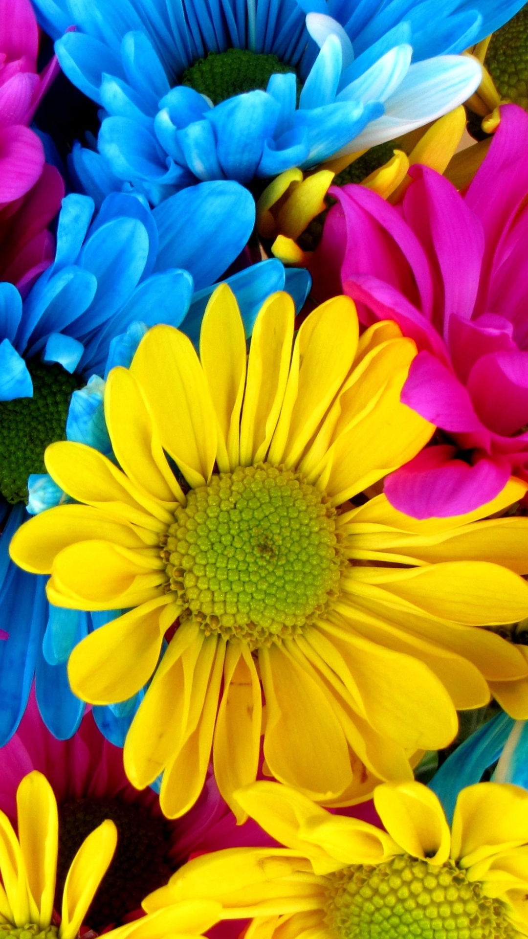 Download mobile wallpaper Flowers, Flower, Earth, Colors, Colorful, Daisy, Yellow Flower, Blue Flower for free.