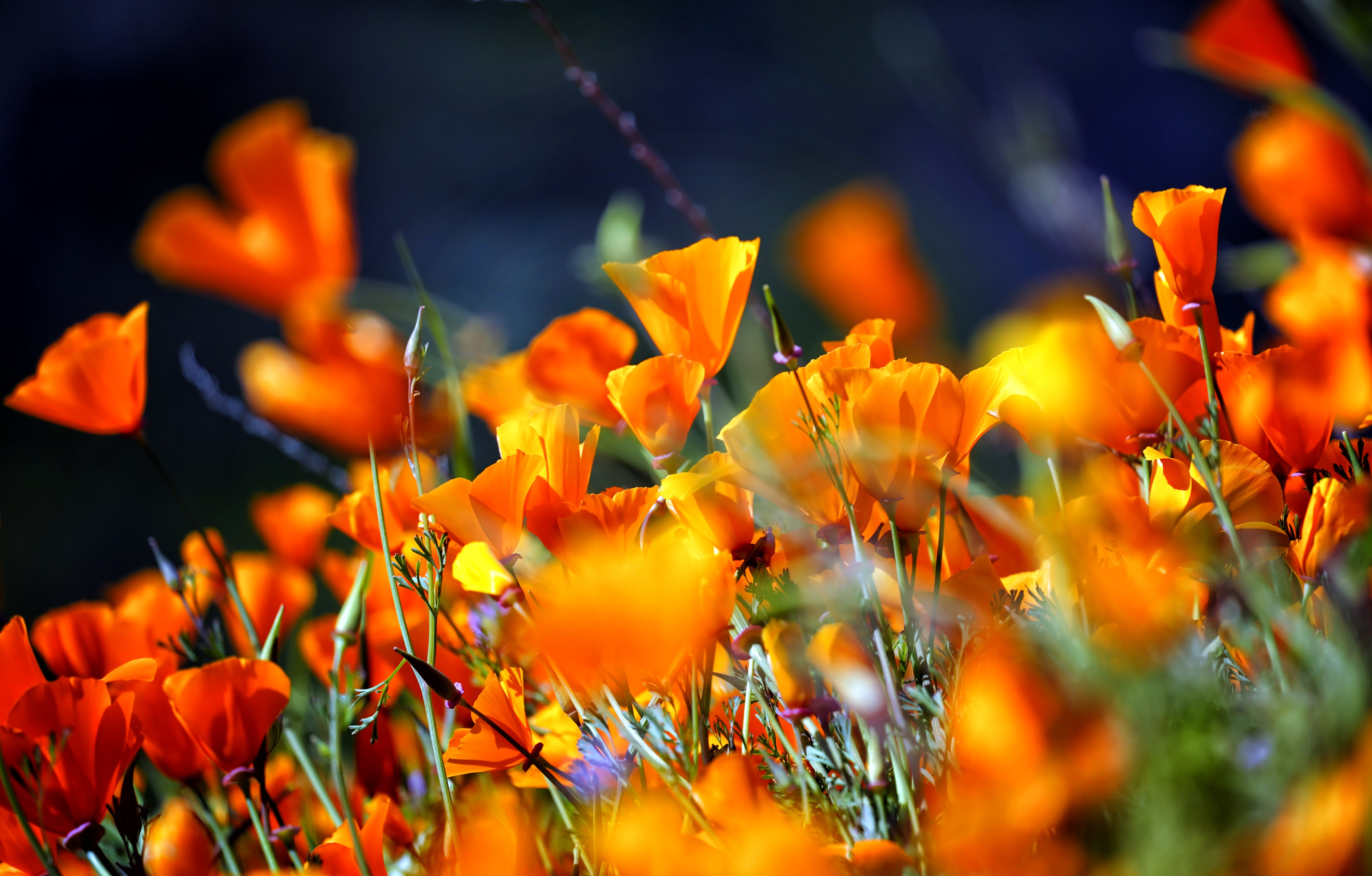 Handy-Wallpaper Natur, Blumen, Mohn, Blume, Nahansicht, Erde/natur, Orangene Blume kostenlos herunterladen.