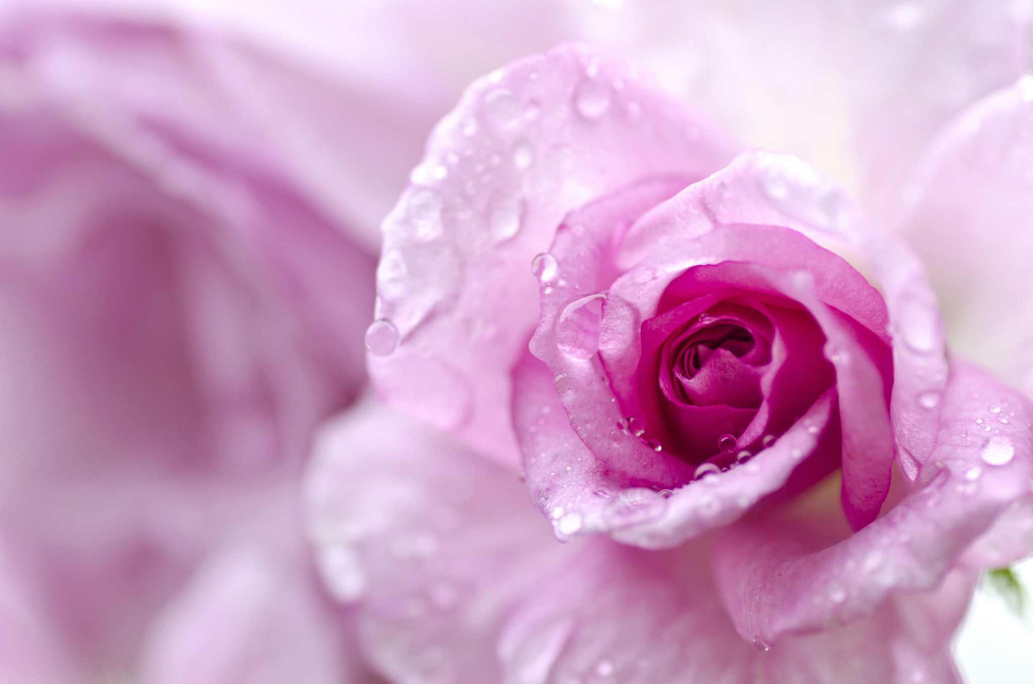 無料モバイル壁紙自然, フラワーズ, 花, 大きい, 薔薇, 地球, 水滴, ピンクの花をダウンロードします。