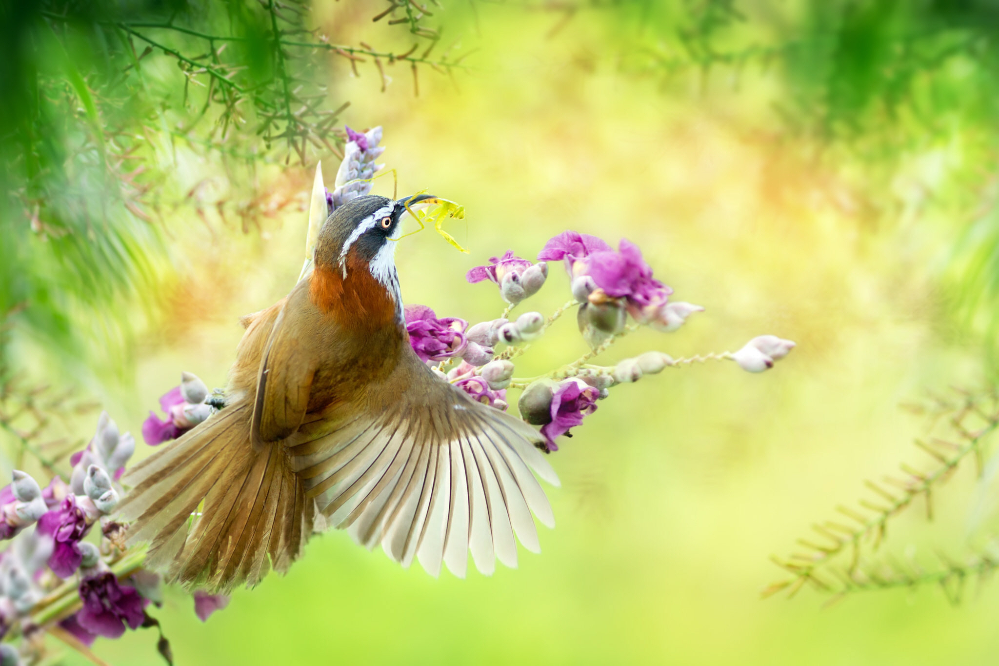 Baixar papel de parede para celular de Pássaro, Aves, Animais gratuito.