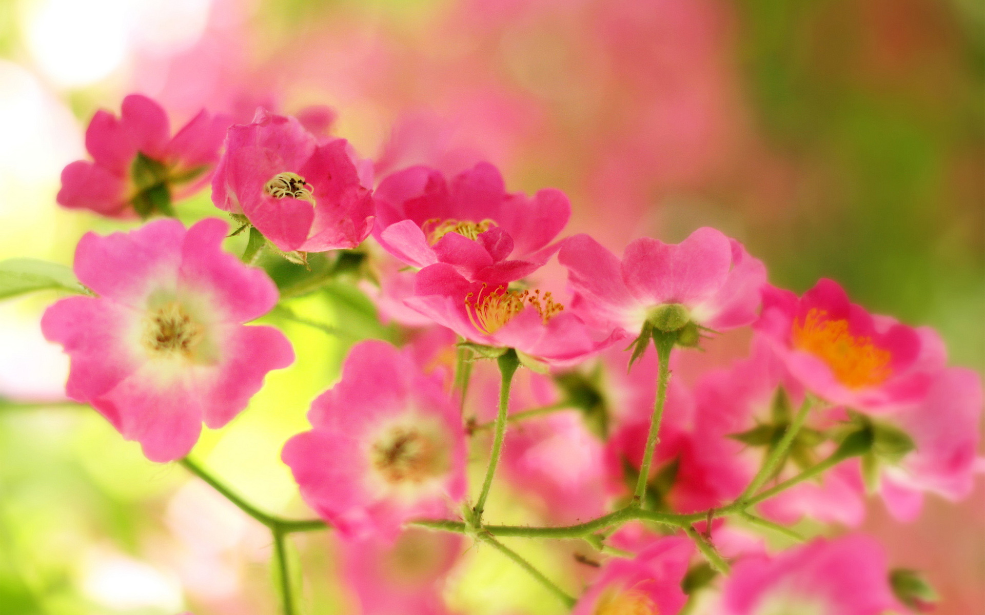 Baixar papel de parede para celular de Flores, Floração, Terra/natureza gratuito.